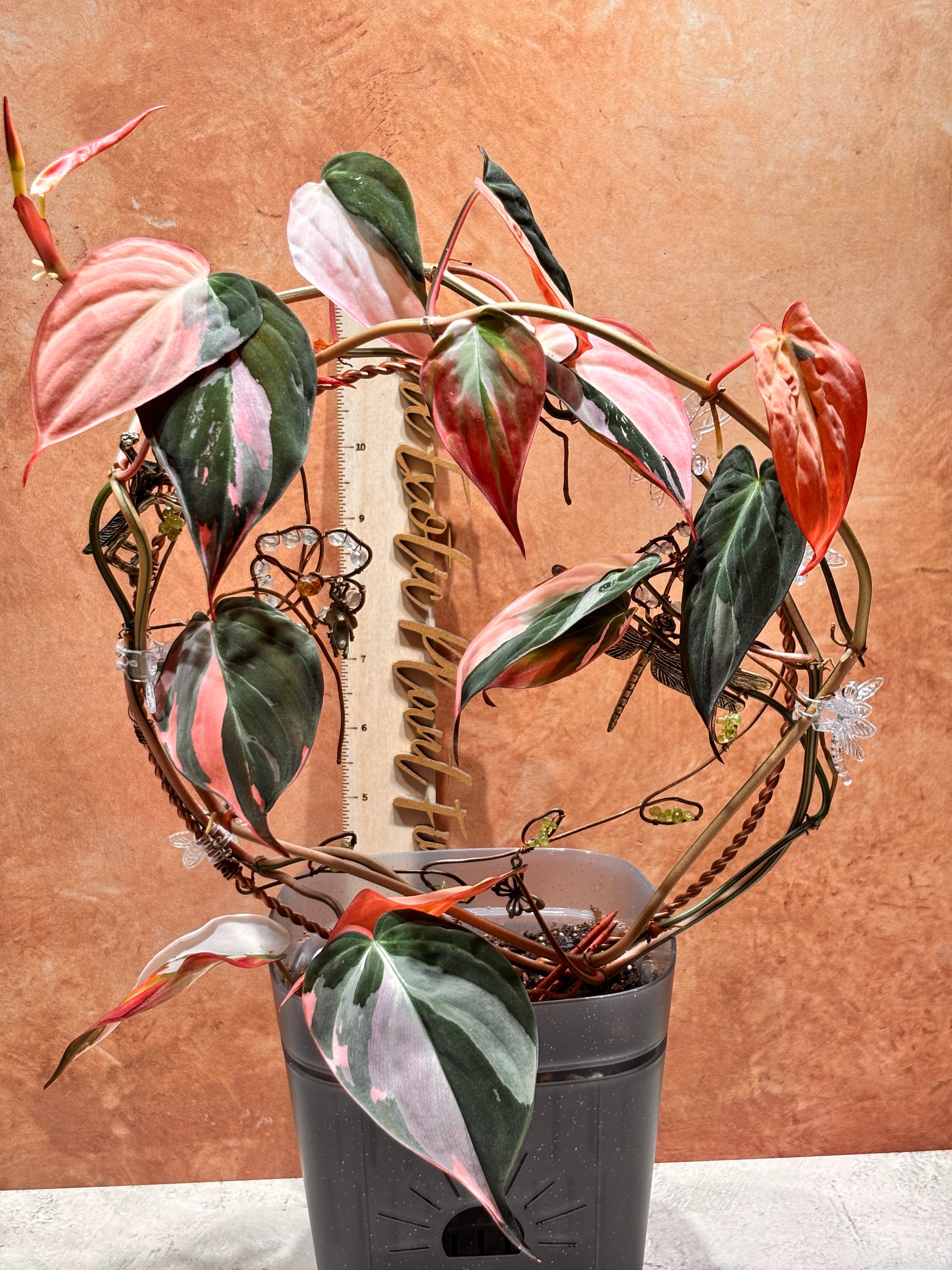 Philodendron Pink/Albo Micans - Plant Care, Tips, and Tricks