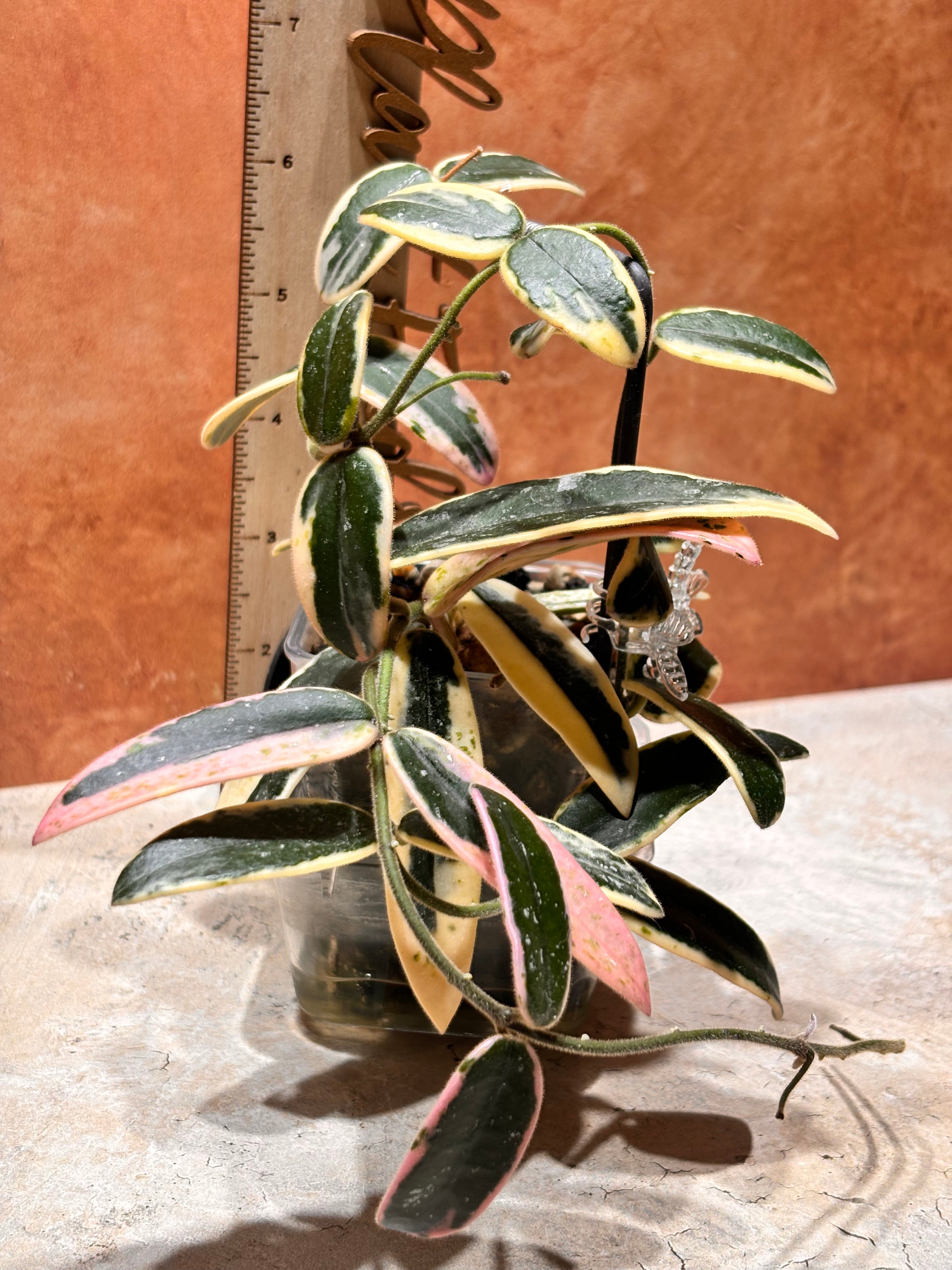 Hoyas, Hoyas, Hoyasss! - Plant Care, Tips, and Tricks