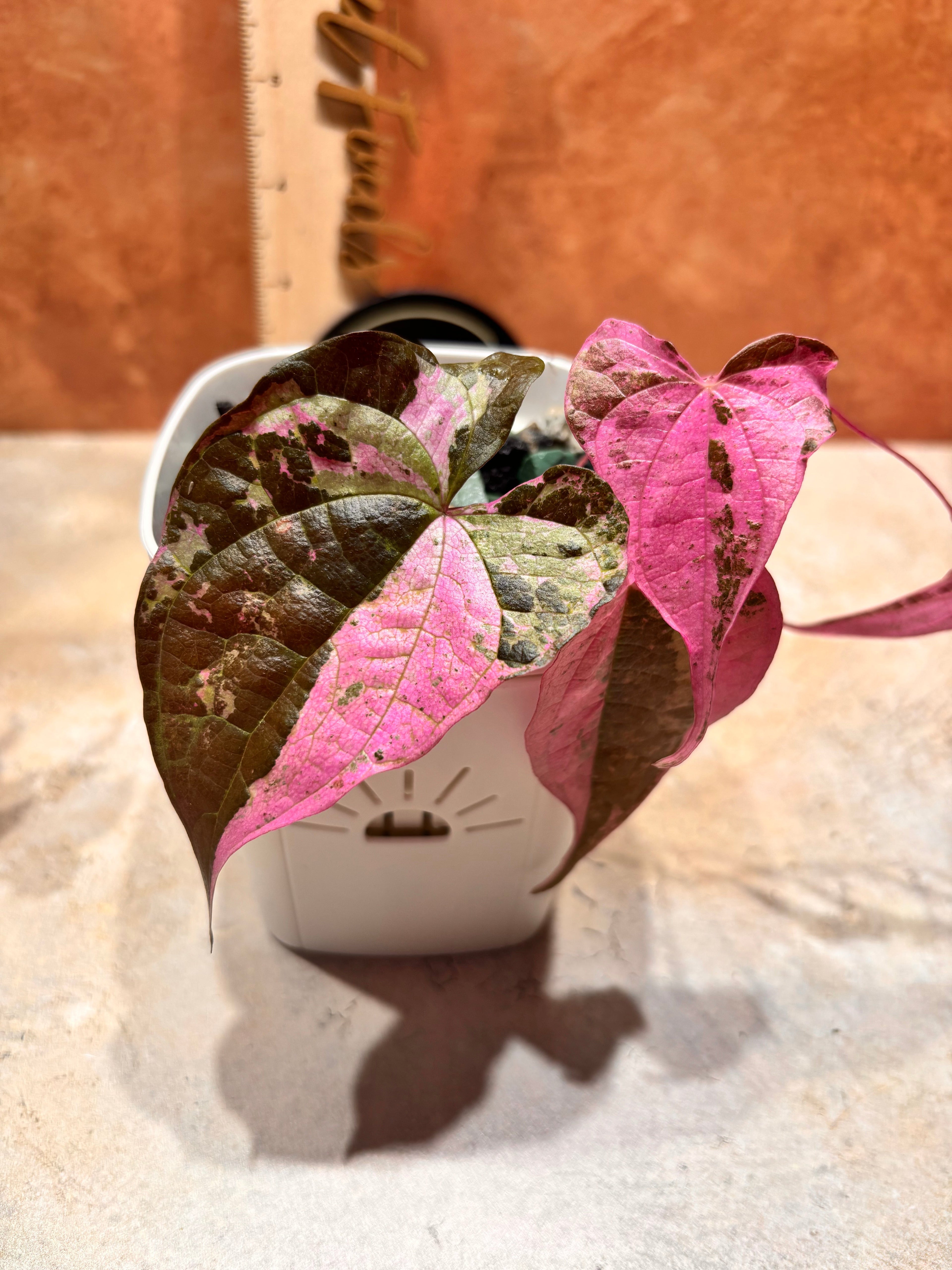 Dioscorea Care, Tips, and Tricks