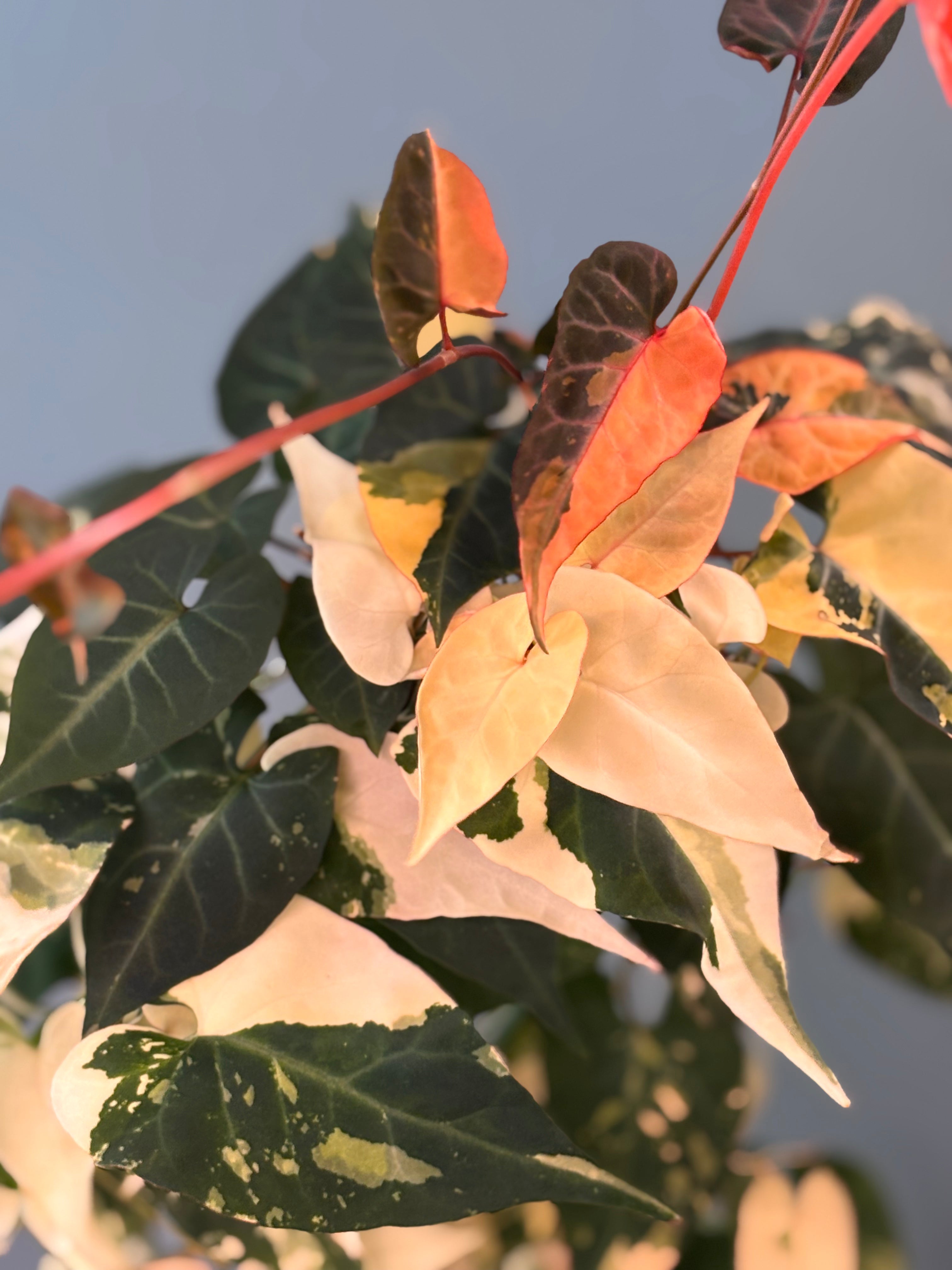 Fallopia Multiflora Variegated - Plant Care, Tips, and Tricks