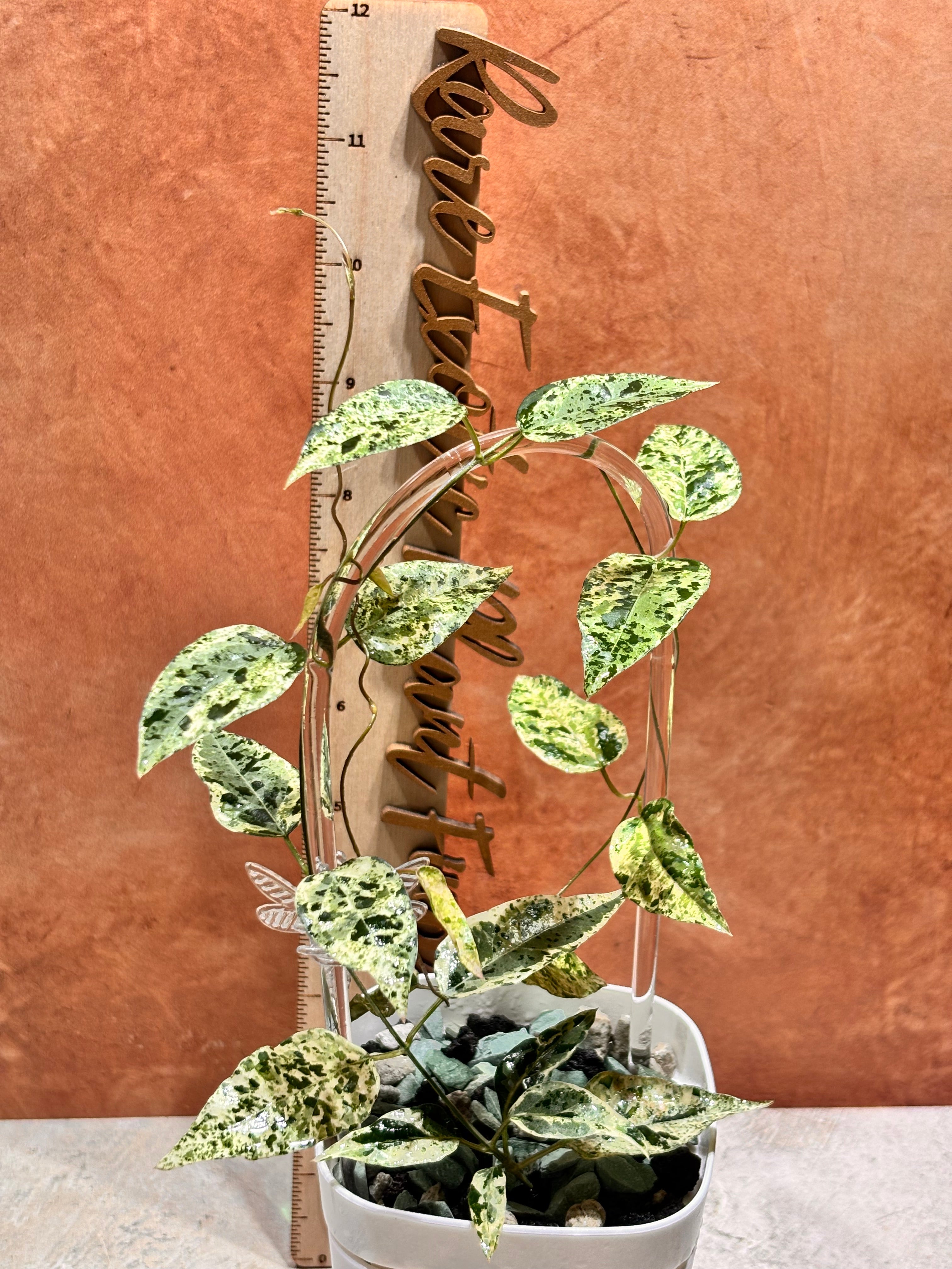 Dregea Sinensis Variegated - Plant Care, Tips, and Tricks