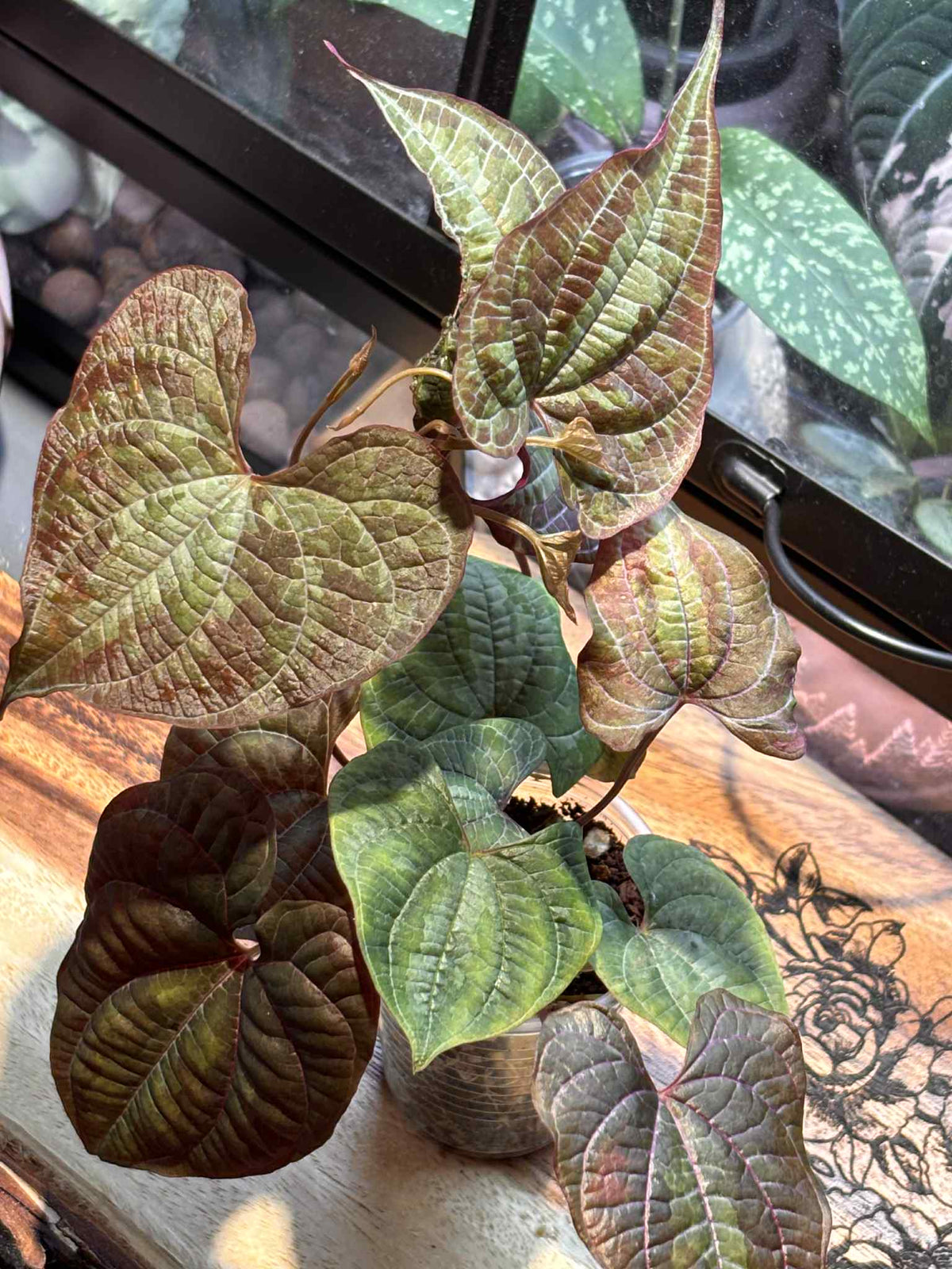 Dioscorea