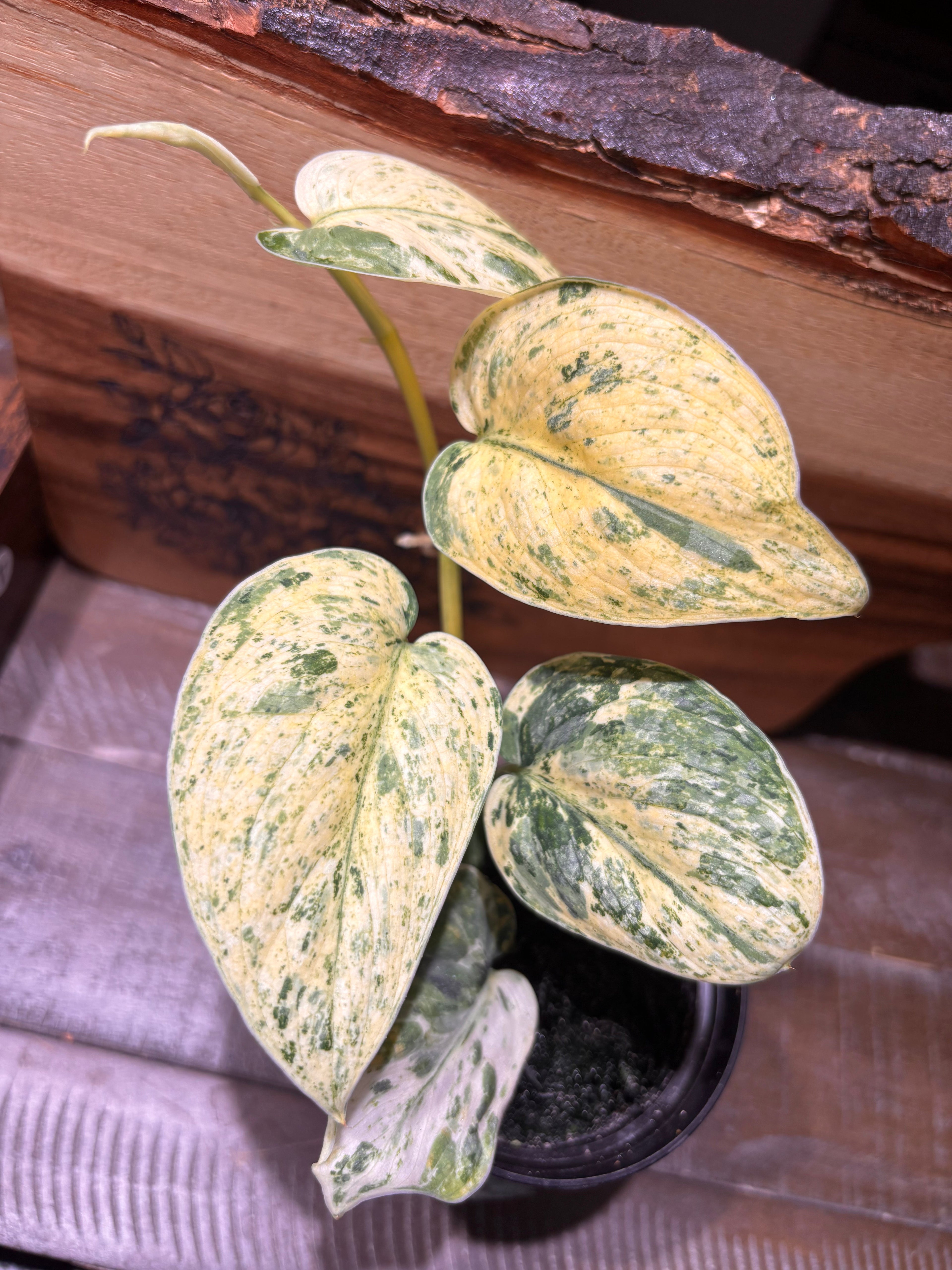 Scindapsus