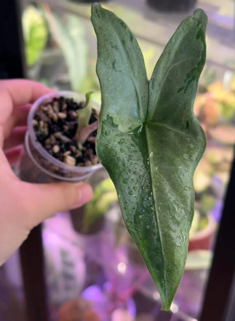 Alocasia