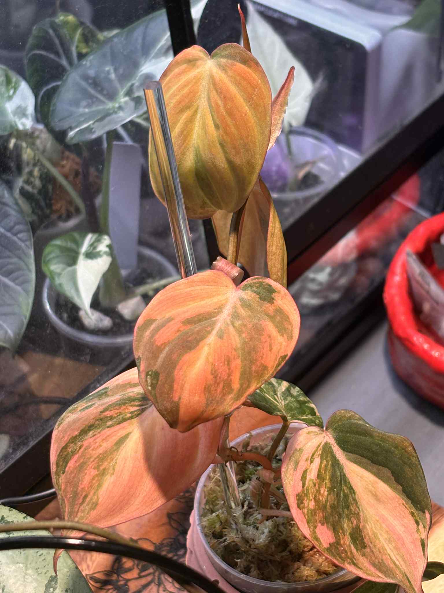 Philodendron