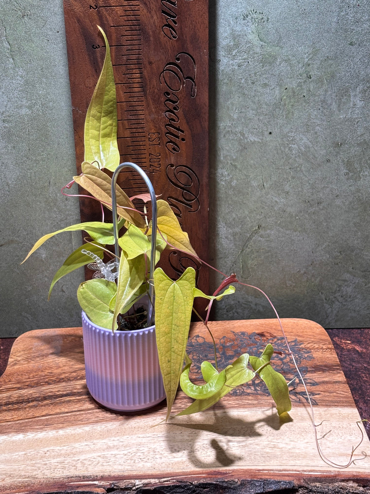 Dioscorea "Pink Lemonade"