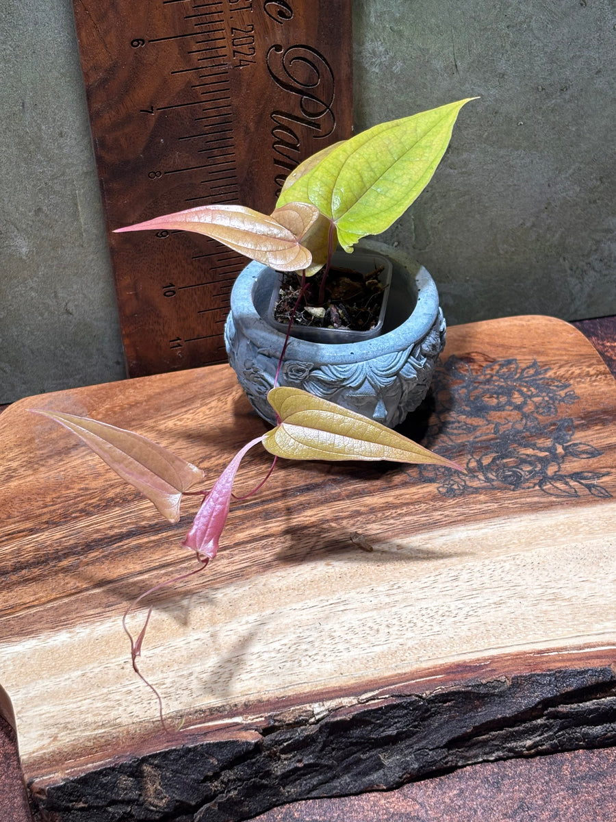 Dioscorea "Pink Lemonade"