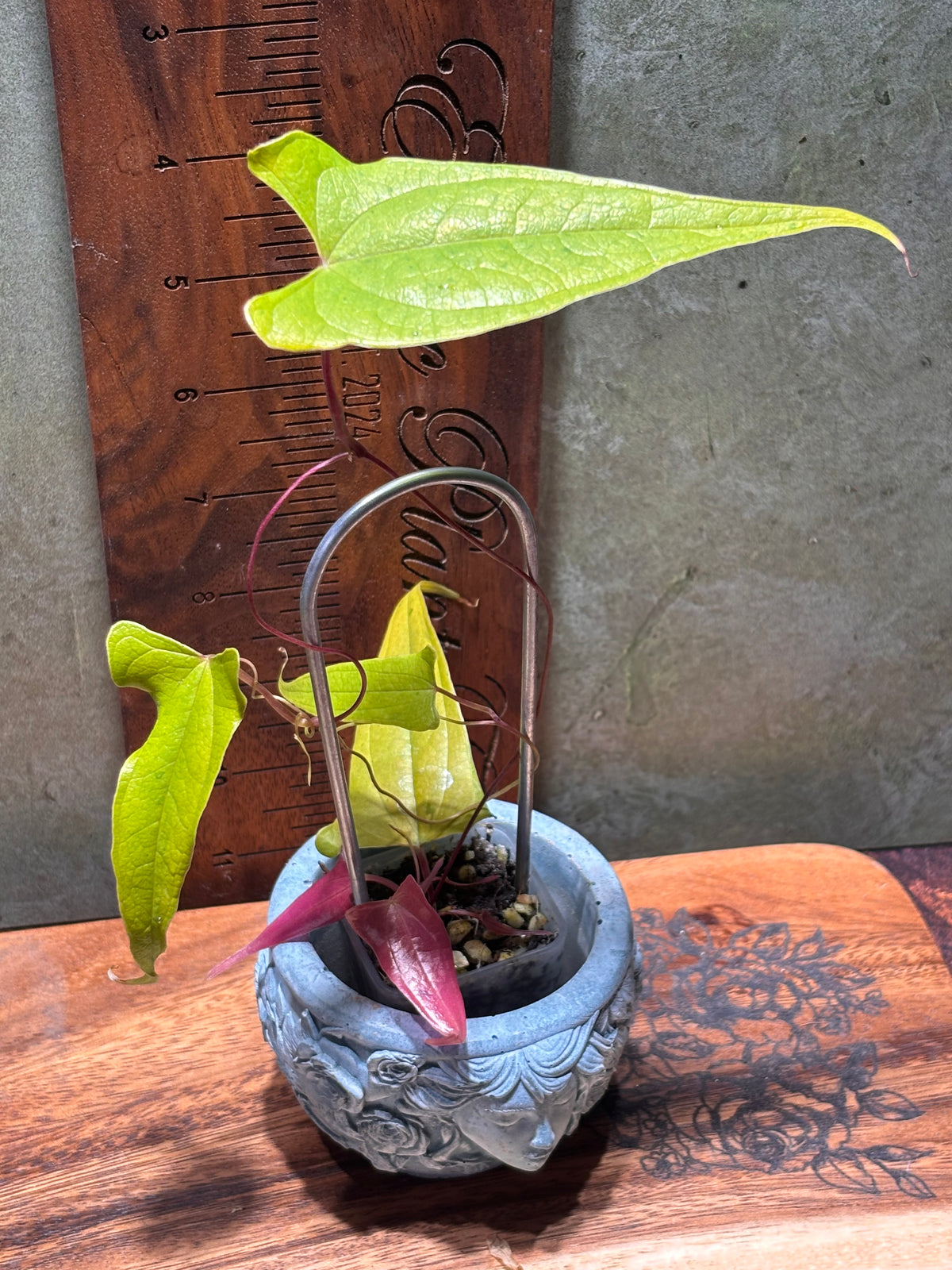 Dioscorea "Pink Lemonade"