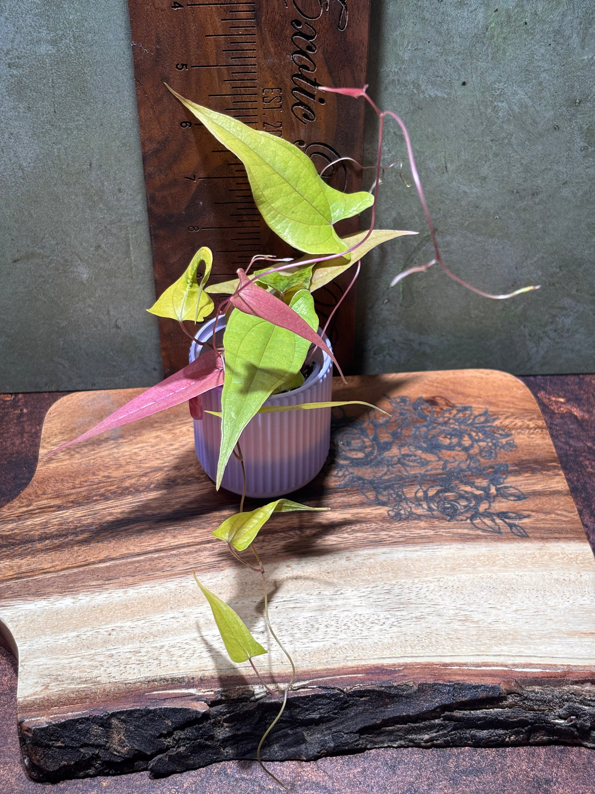 Dioscorea "Pink Lemonade"