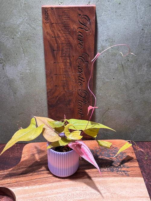 Dioscorea "Pink Lemonade"