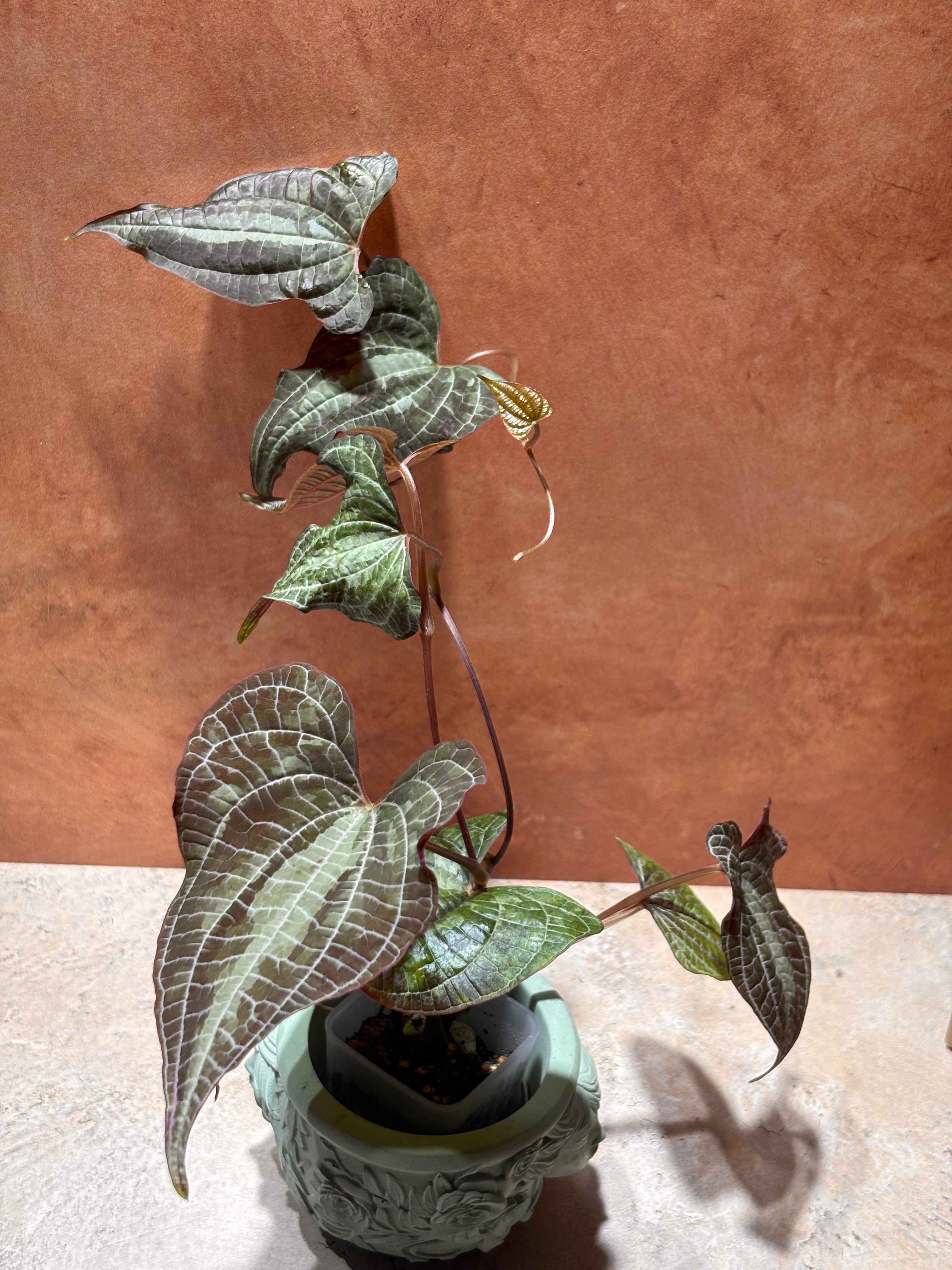 Close-up of a Dioscorea Discolor, with white-veined, purple-green heart-shaped leaves.