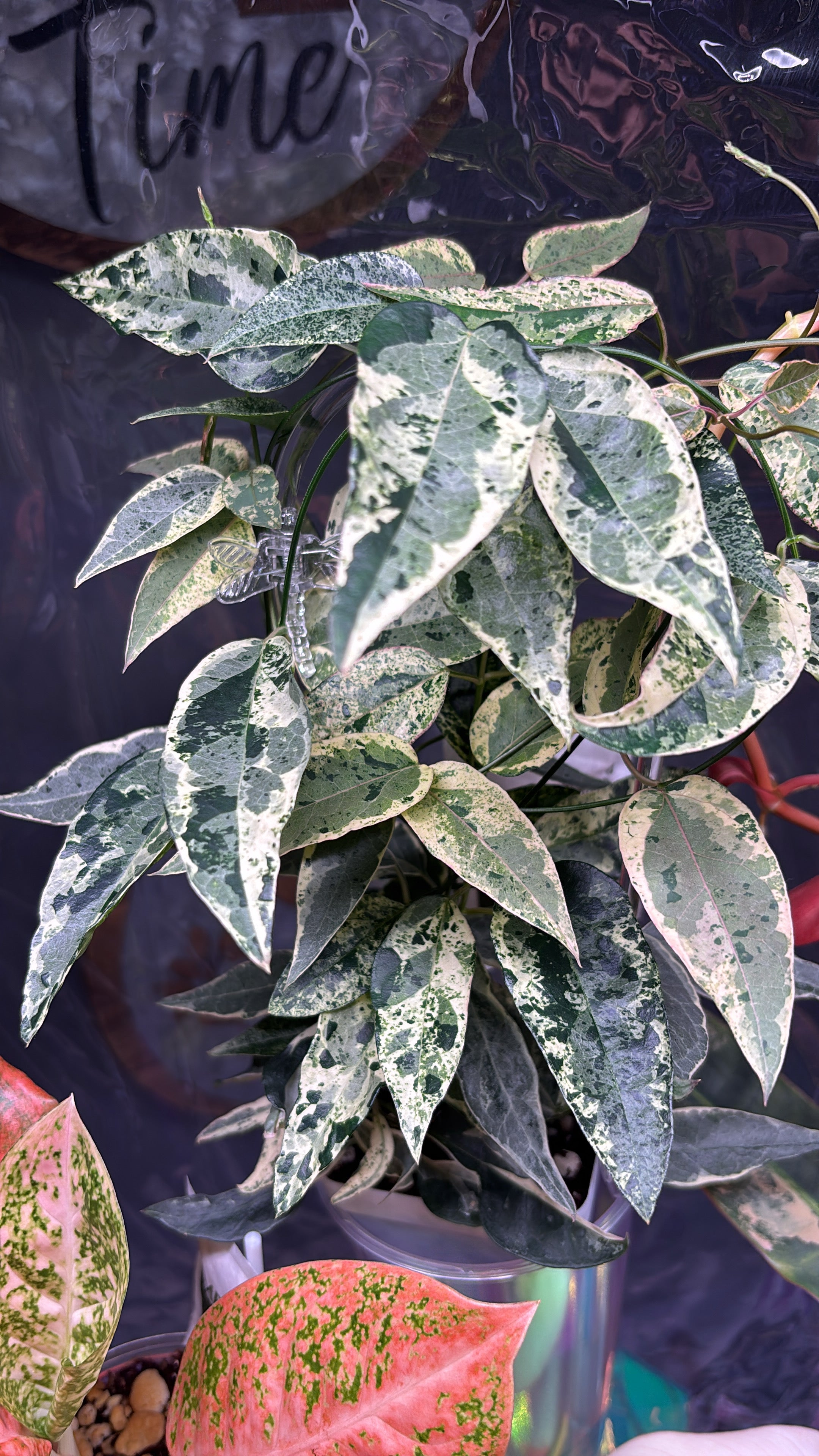 Close-up of a highly variegated Dregea Sinensis Variegated, with pointed leaves that have a mottled variegation of light green, dark green, and white.