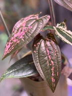 Dioscorea “Gamma Ray”
