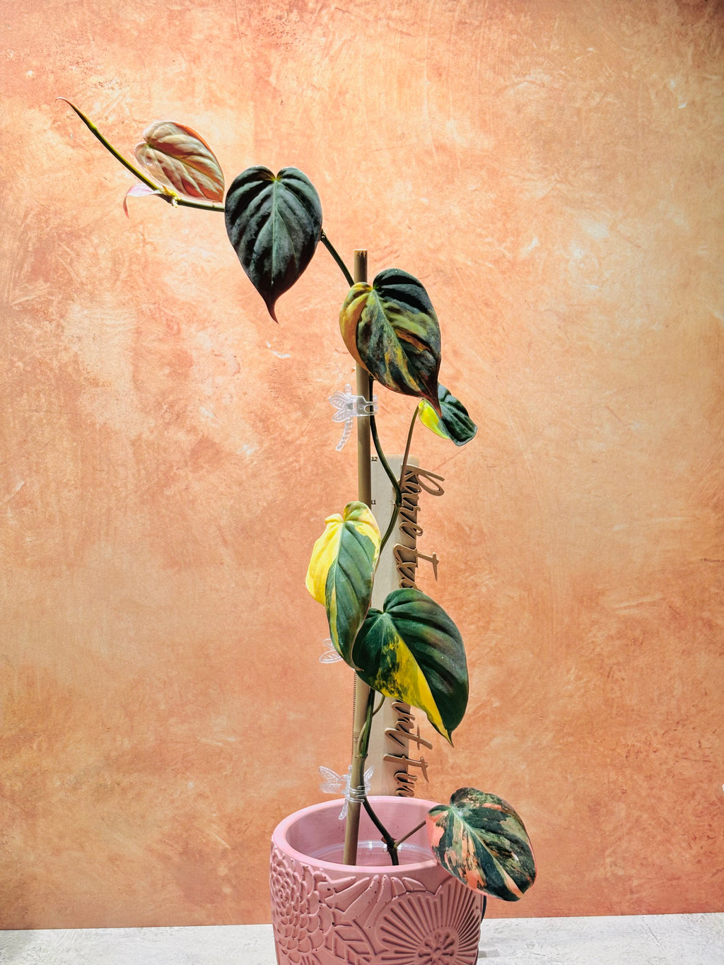 Potted plant with green and yellow leaves against a textured peach-colored wall
