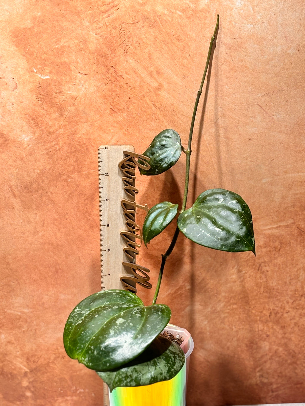 Hoya Latifolia “Snow Queen”