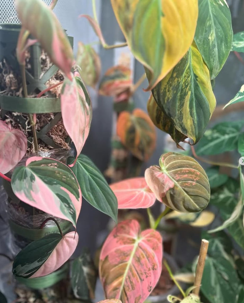 Orange Melano and Pink Micans in Greenhouse