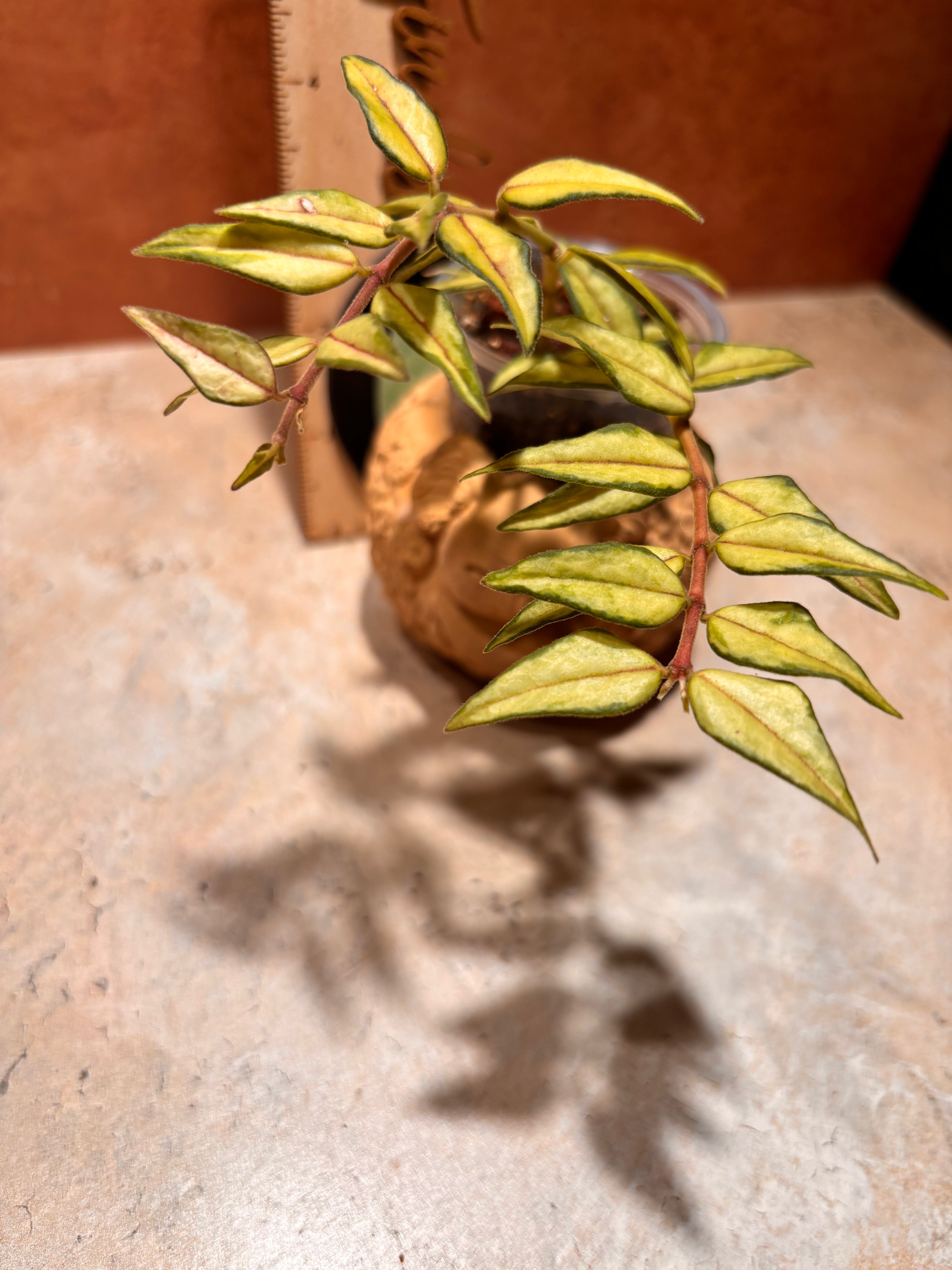 Close up of a Hoya Bella "Sandwhich", with triangular, pointed light green leaves with a dark green rim and red vein.