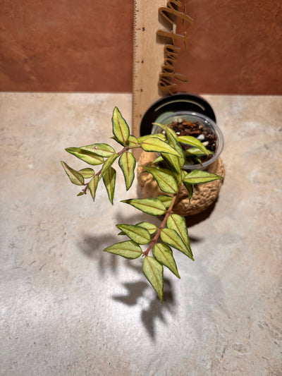 Close up of a Hoya Bella "Sandwhich", with triangular, pointed light green leaves with a dark green rim and red vein.