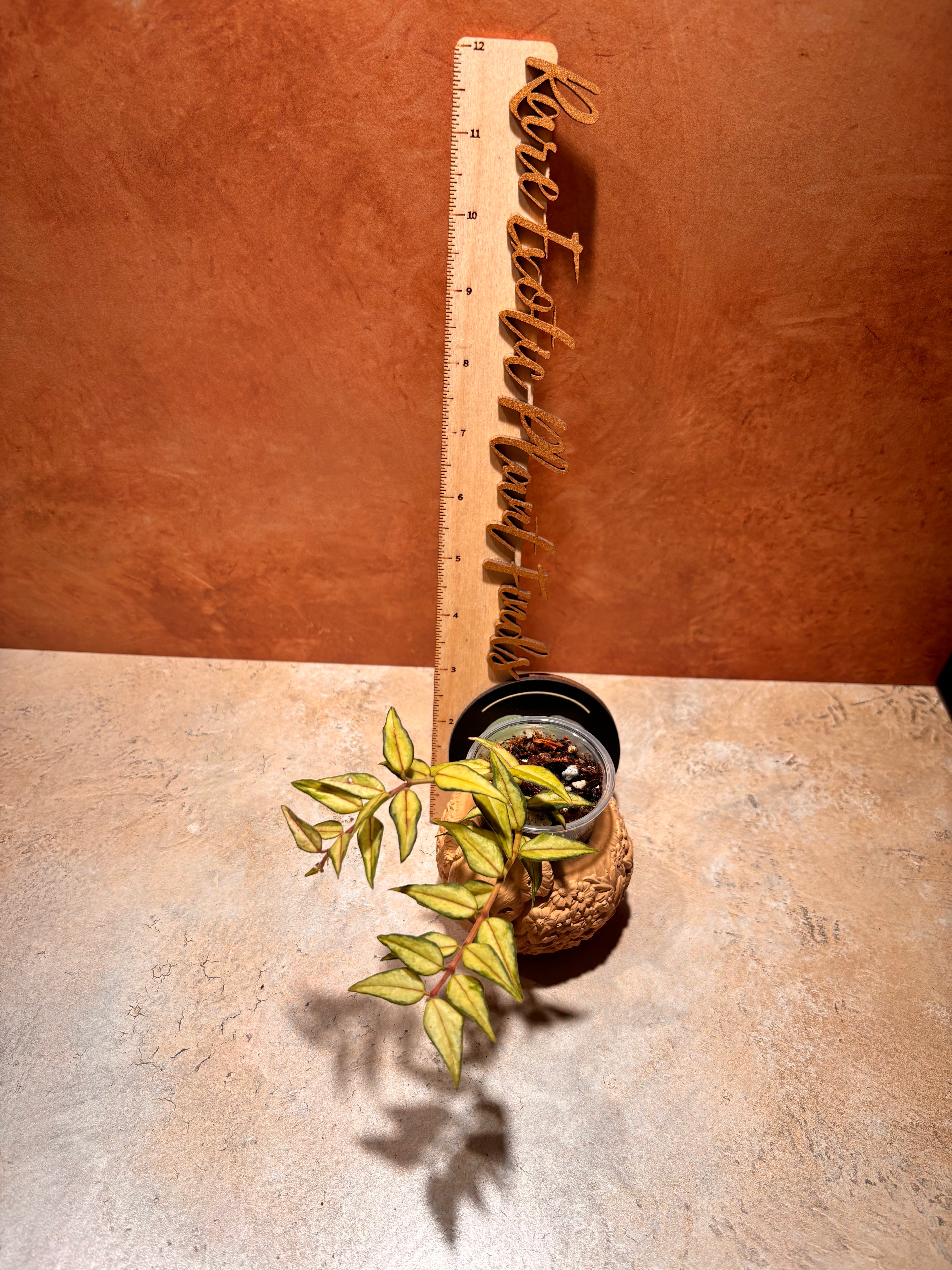 Close up of a Hoya Bella "Sandwhich", with triangular, pointed light green leaves with a dark green rim and red vein.