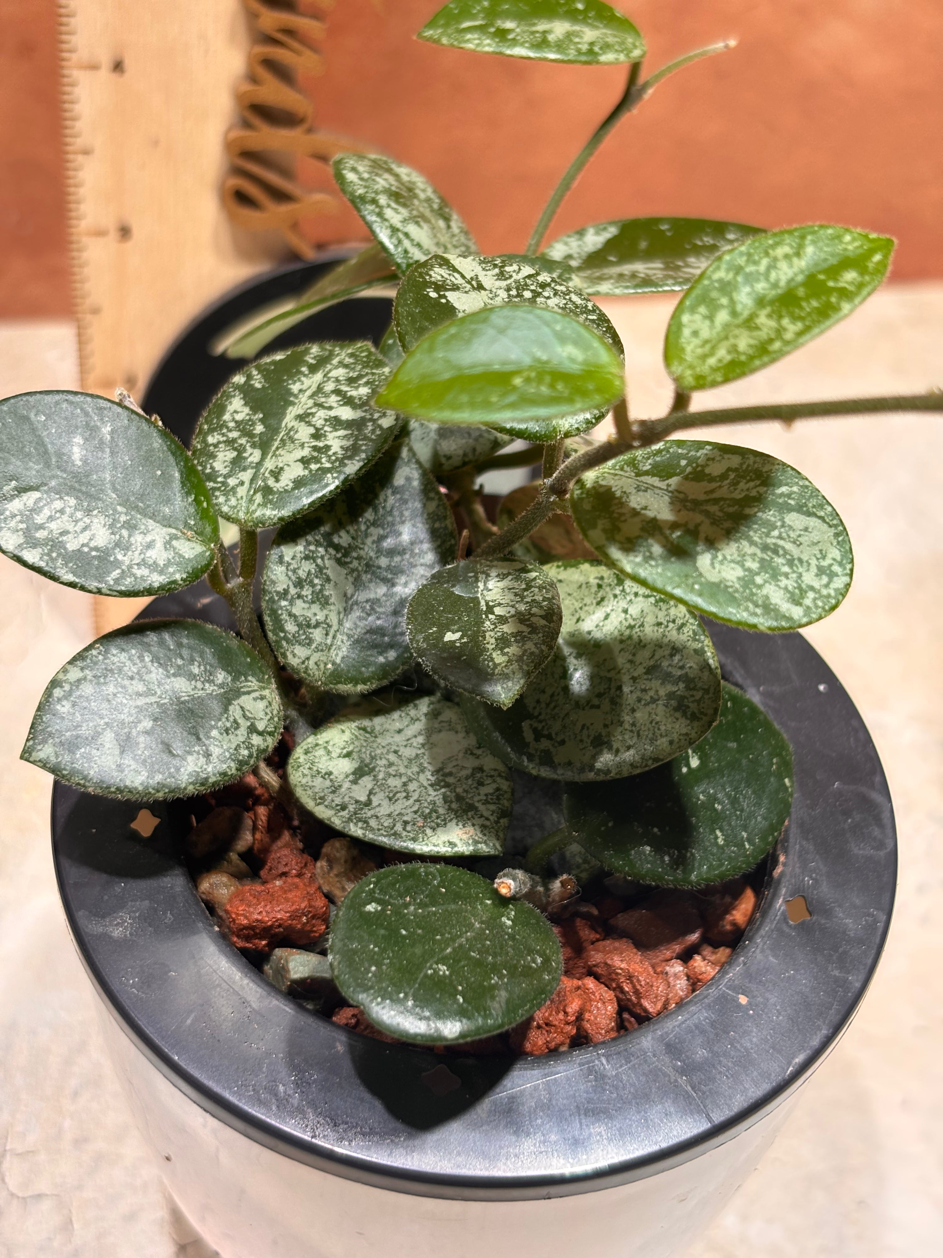 Close up of a Hoya Mathilde Super Splash, with oval-shaped, dark green leaves with speckled light green variegation.