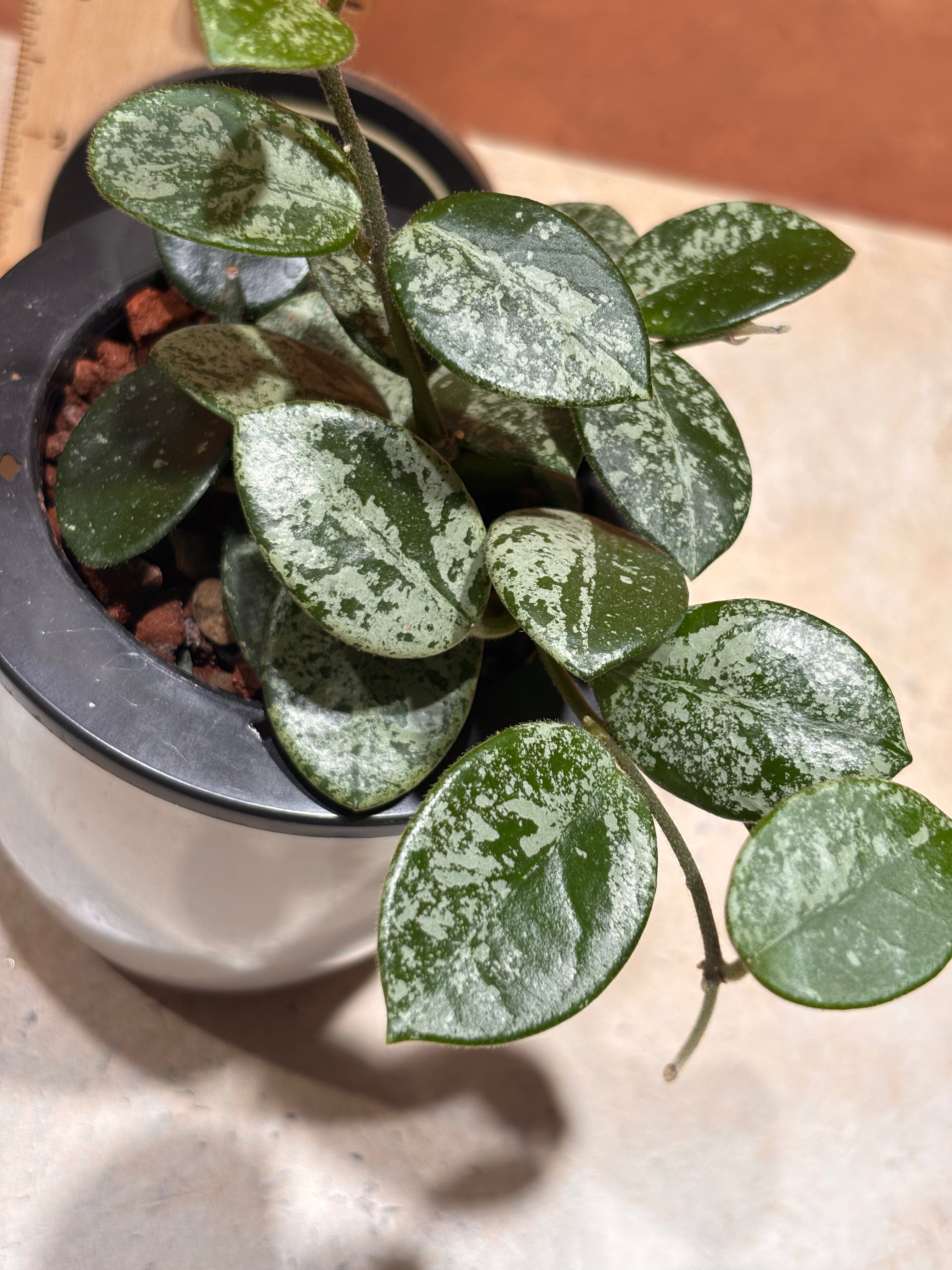 Close up of a Hoya Mathilde Super Splash, with oval-shaped, dark green leaves with speckled light green variegation.