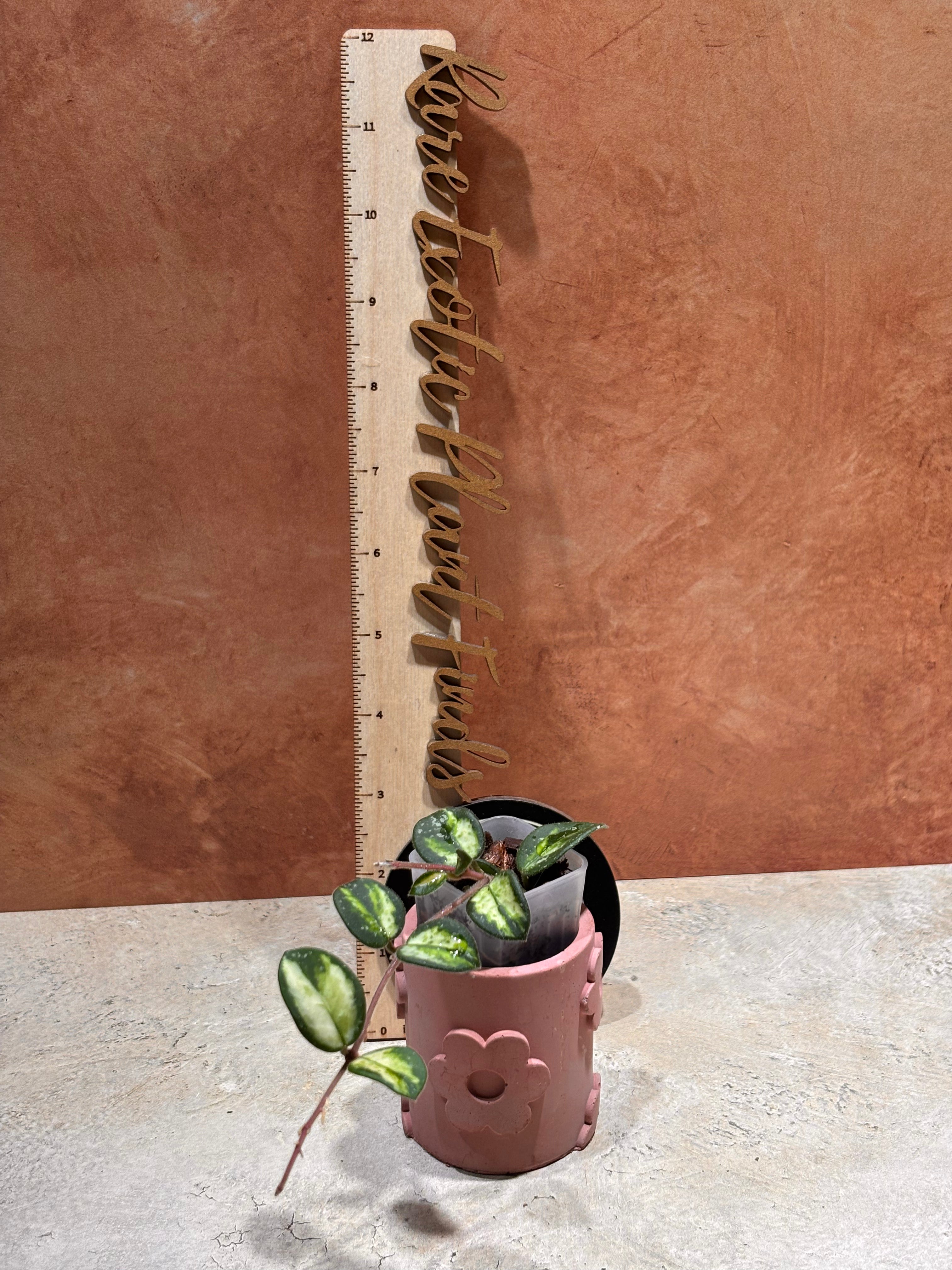 Close-up of a Hoya Mathilde Variegated, with oval-shaped dark green leaves that have a light green variegation in the center.