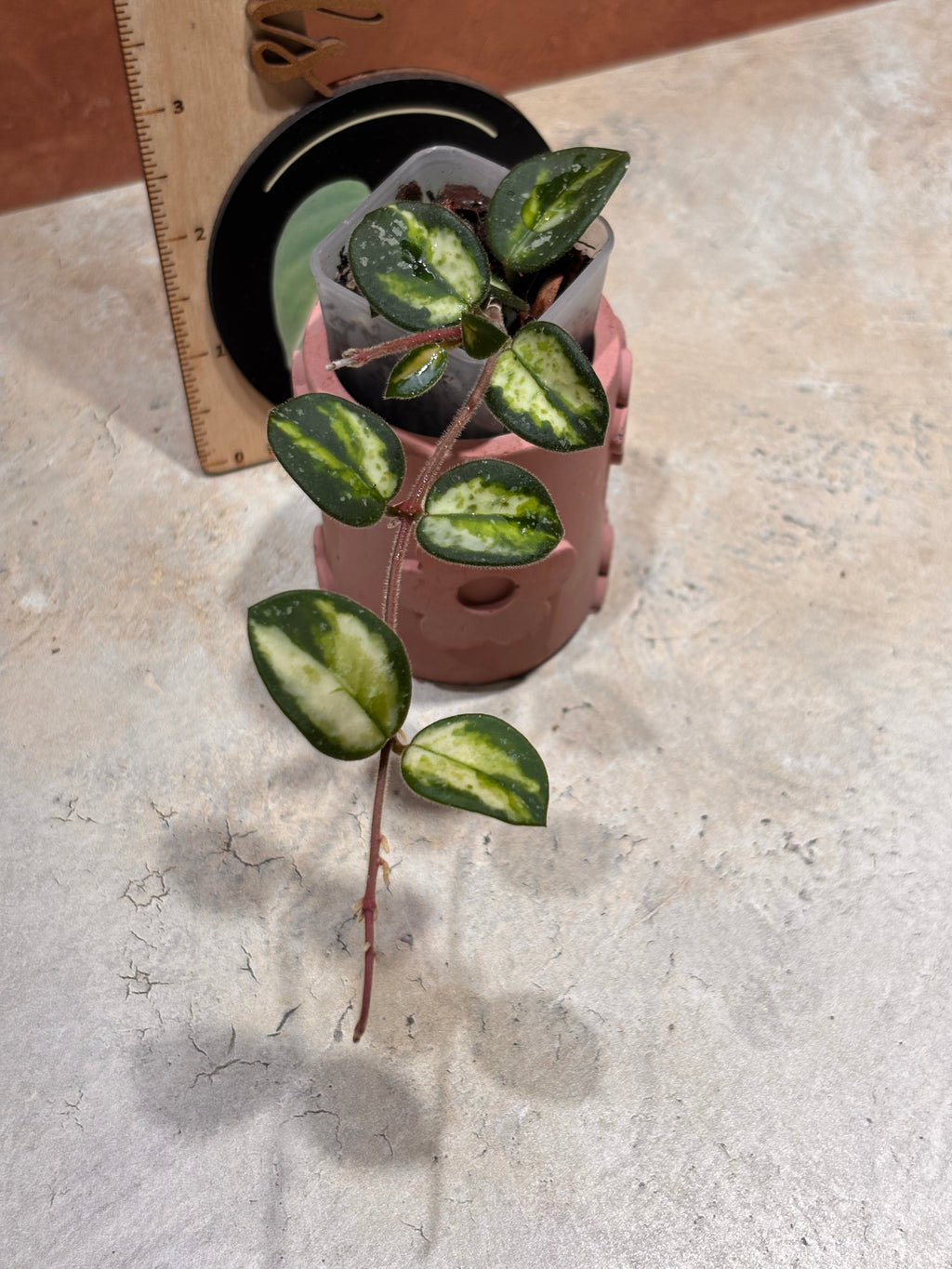 Close up of a Hoya Mathilde Variegated, with oval-shaped, dark green leaves with lime green variegation in the center.