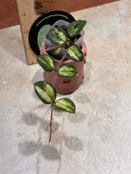 Close up of a Hoya Mathilde Variegated, with oval-shaped, dark green leaves with lime green variegation in the center.