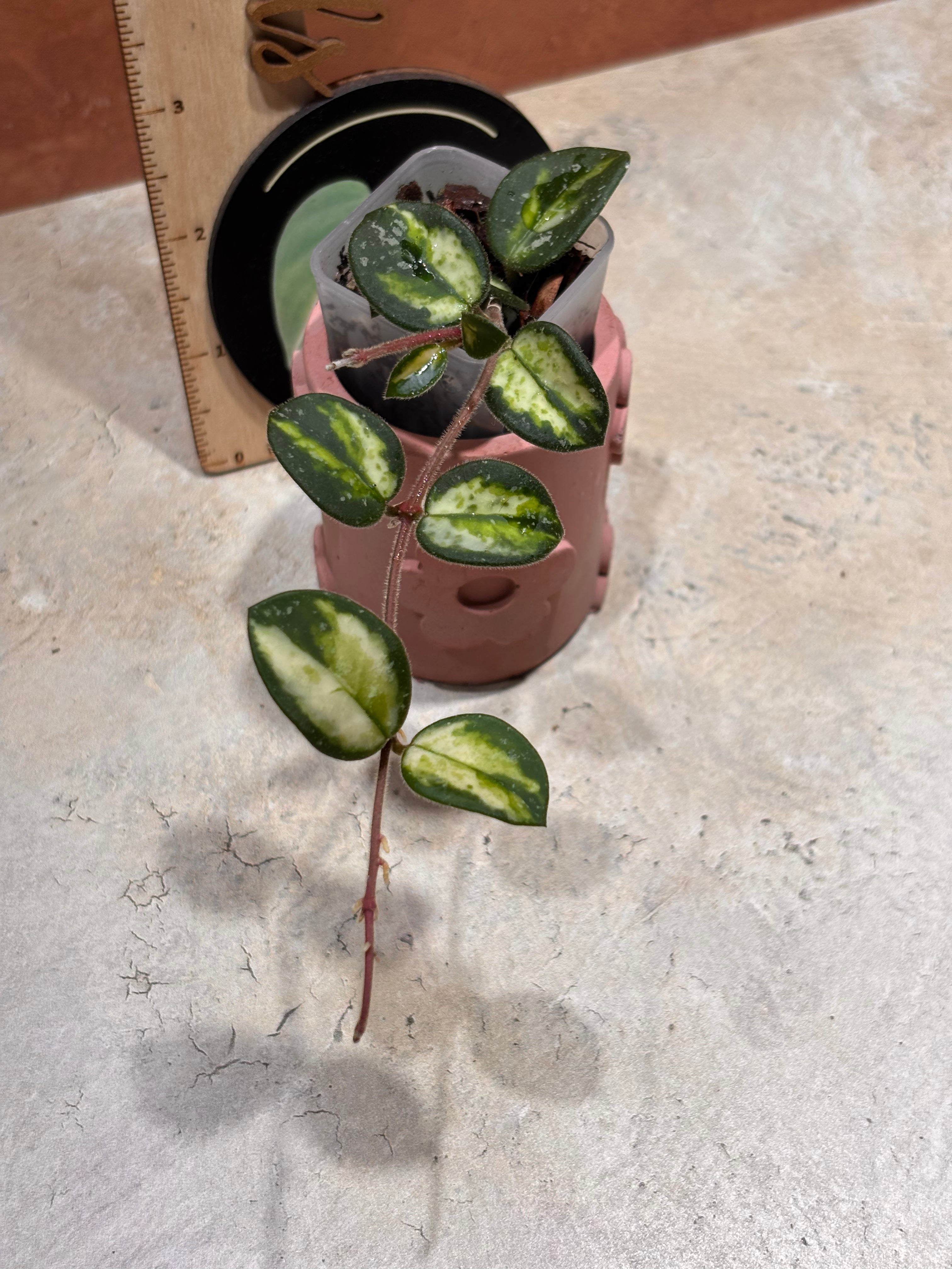 Close up of a Hoya Mathilde Variegated, with oval-shaped, dark green leaves with lime green variegation in the center.