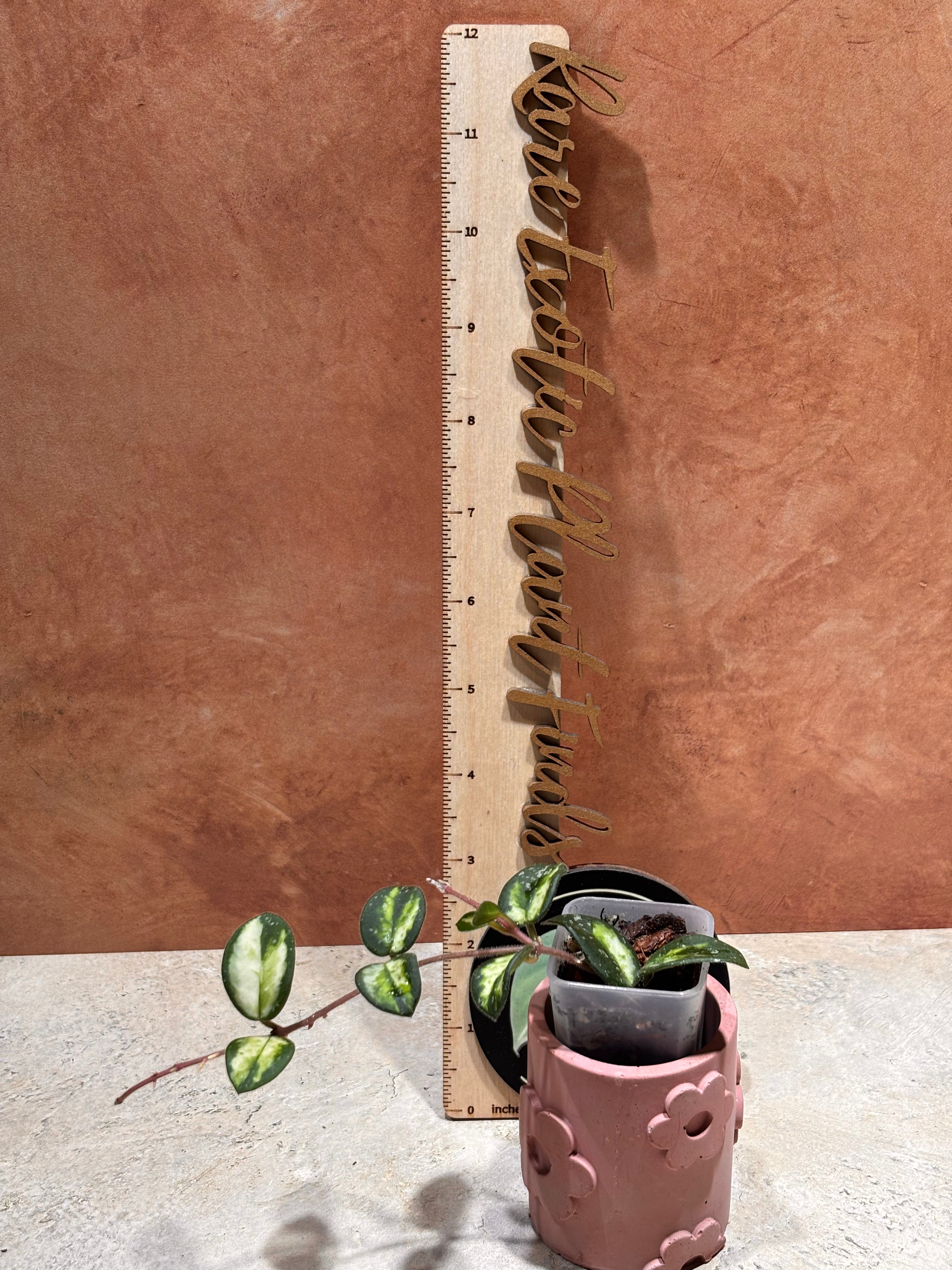 Close up of a Hoya Mathilde Variegated, with oval-shaped, dark green leaves with lime green variegation in the center.