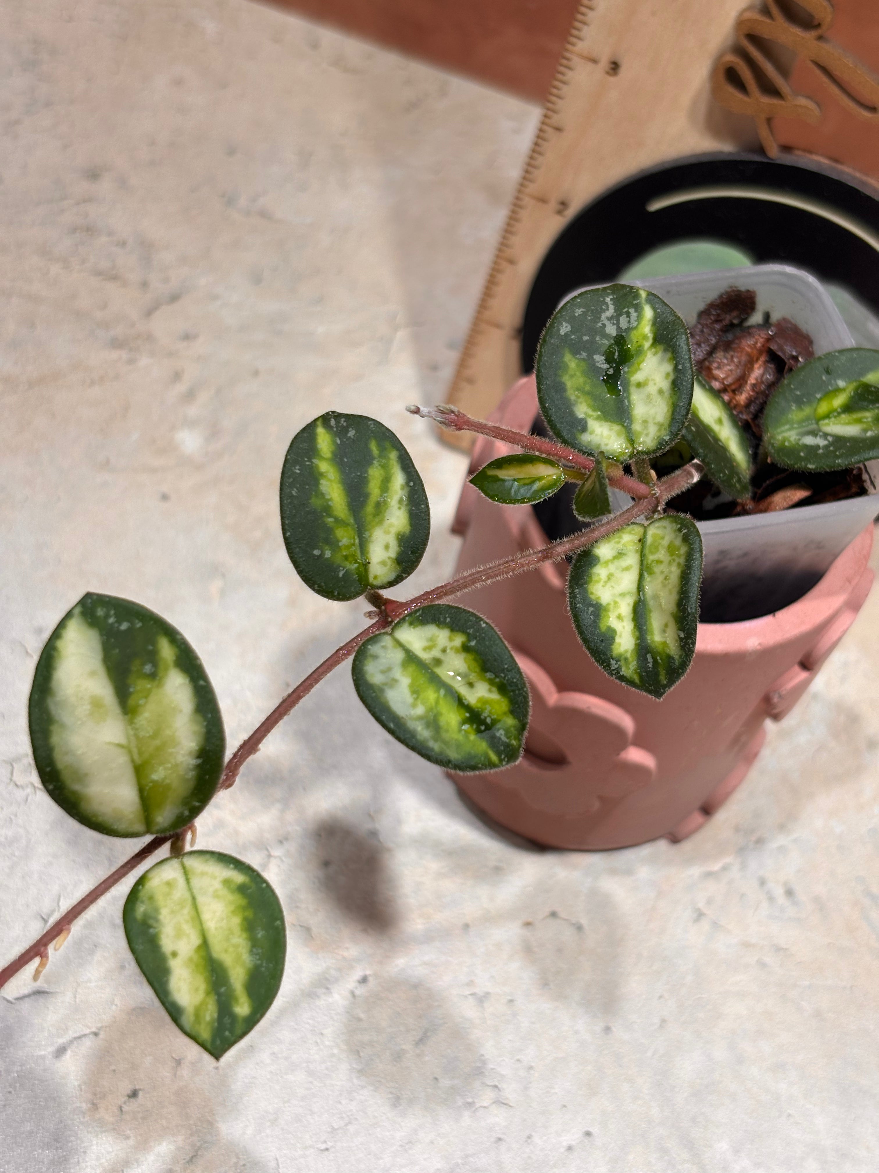 Close up of a Hoya Mathilde Variegated, with oval-shaped, dark green leaves with lime green variegation in the center.