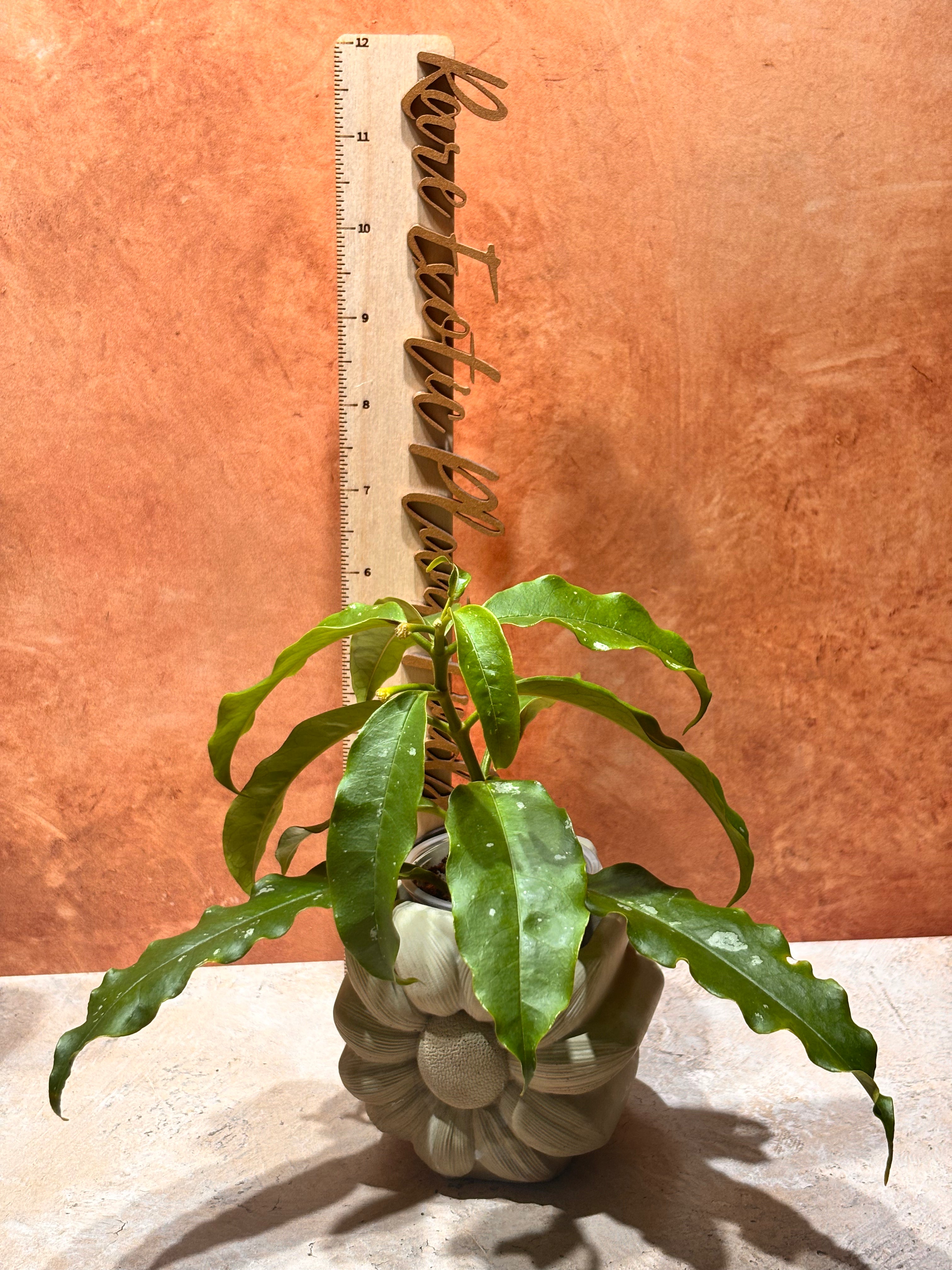 Hoya Lockii (Yellow Flower)