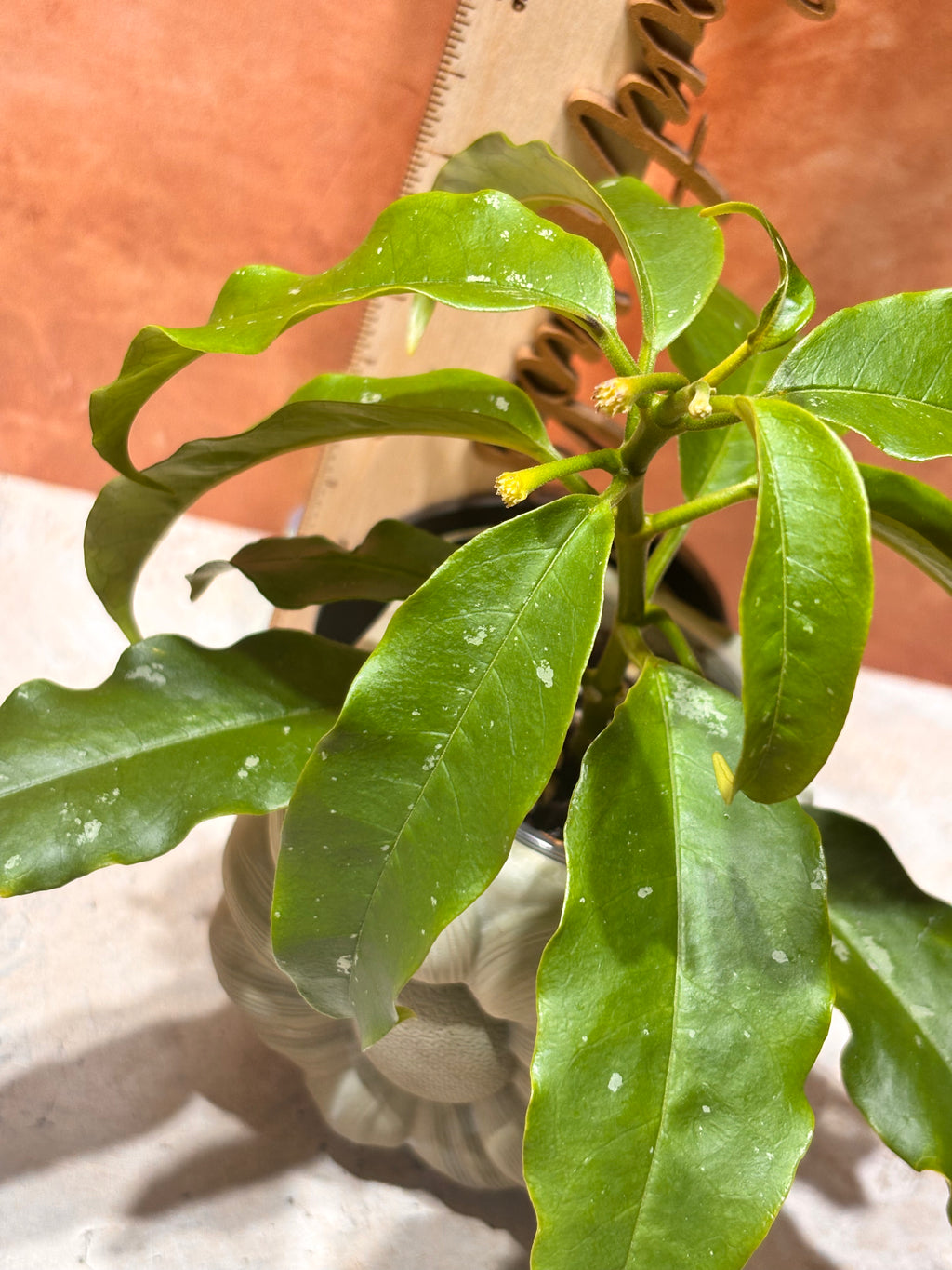 Hoya Lockii (Yellow Flower)