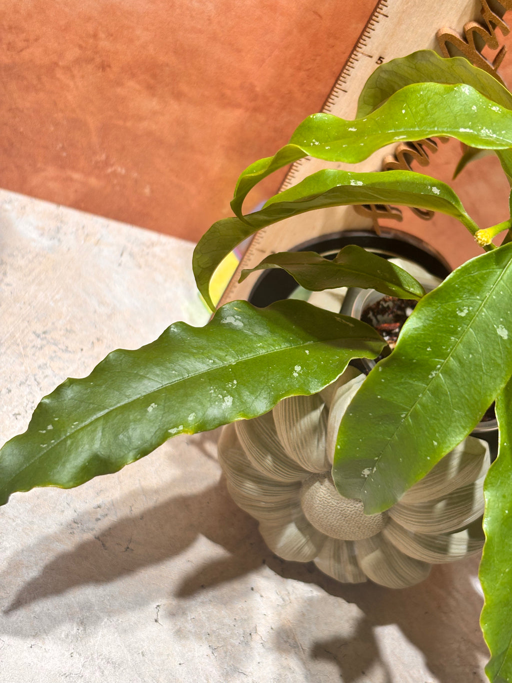 Hoya Lockii (Yellow Flower)