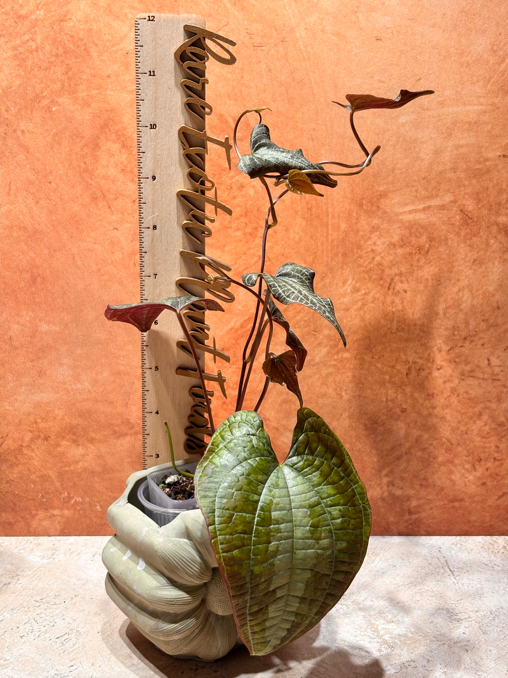 Dioscorea Discolor