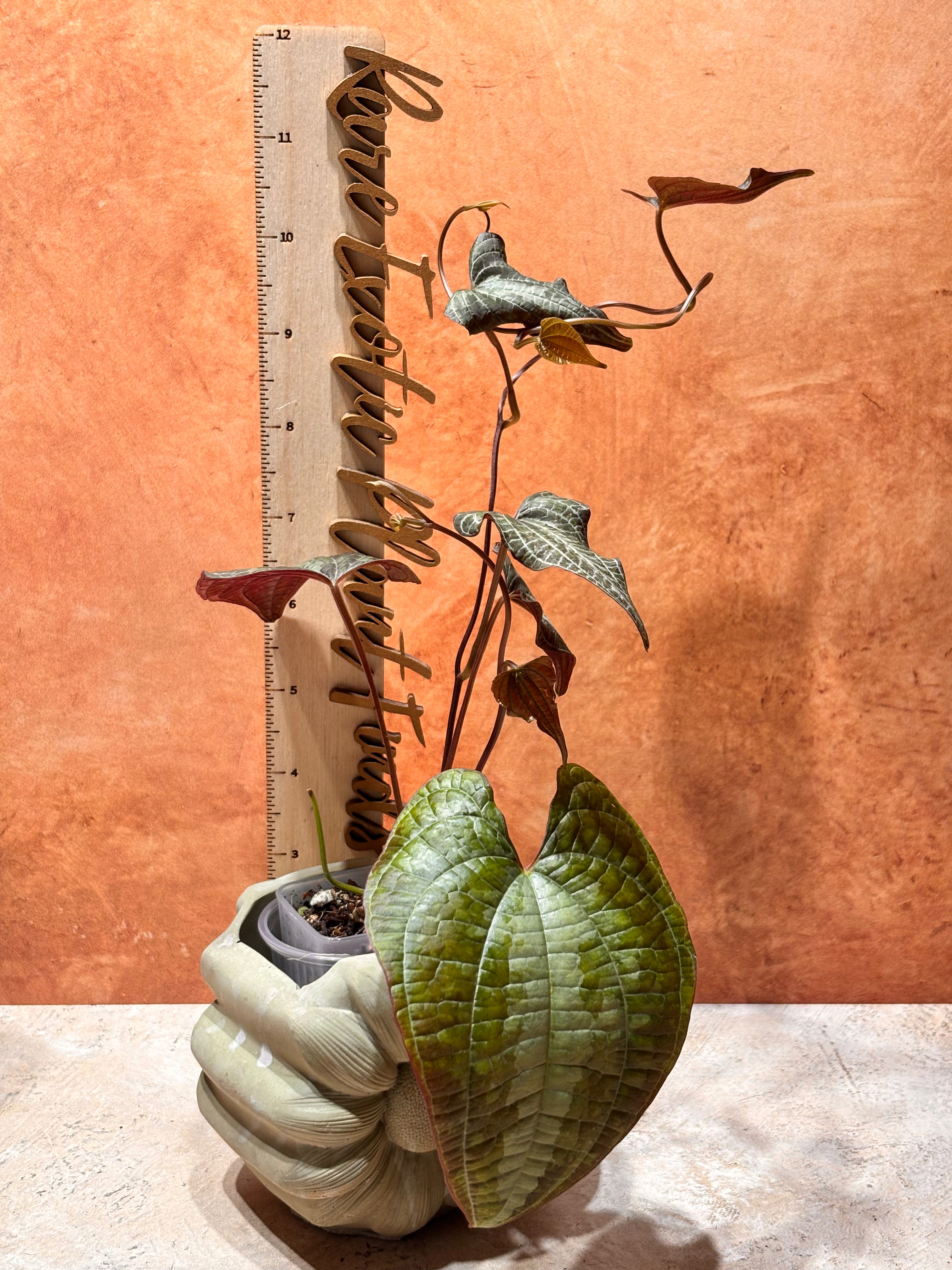 Dioscorea Discolor
