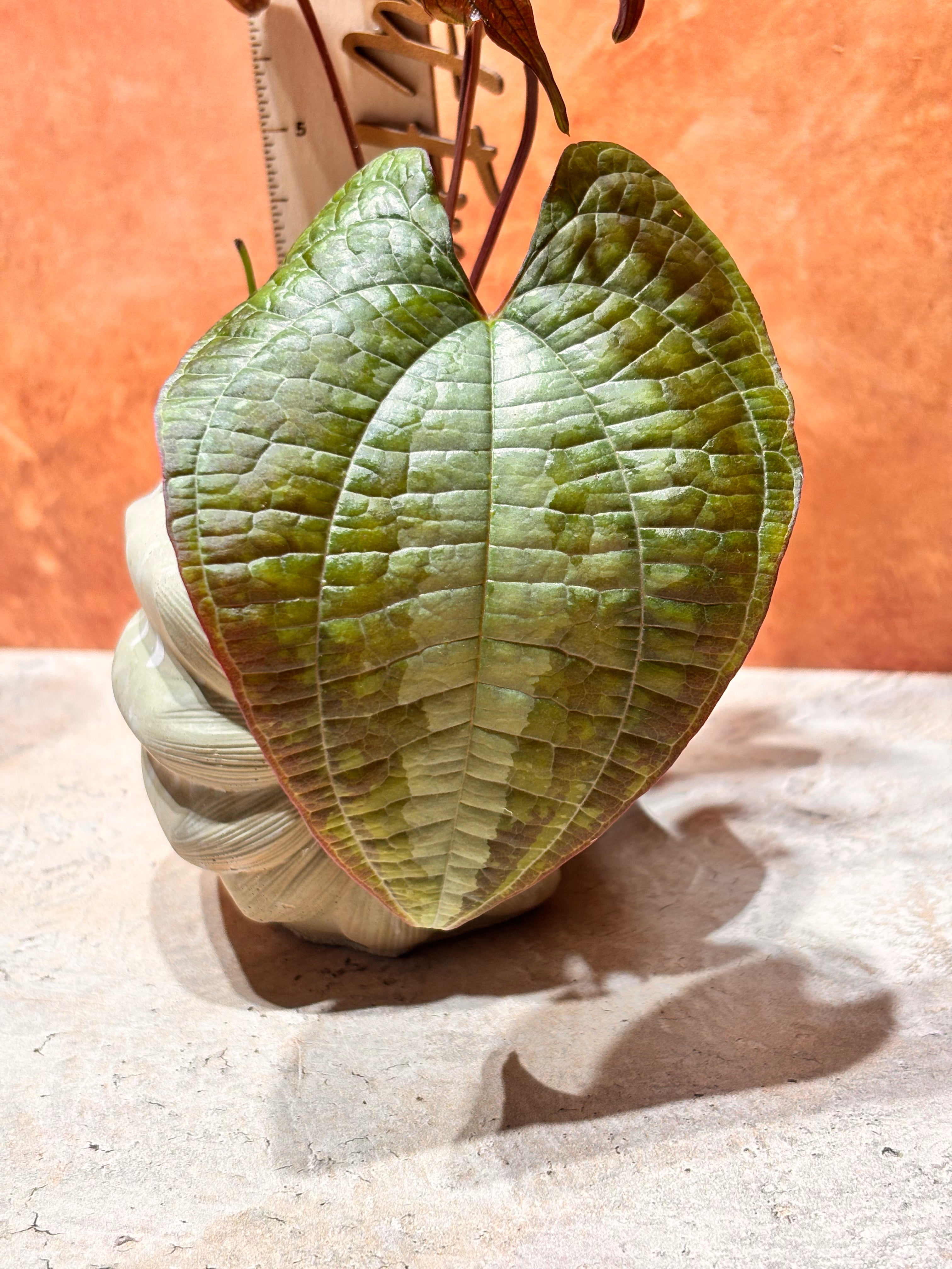 Dioscorea Discolor