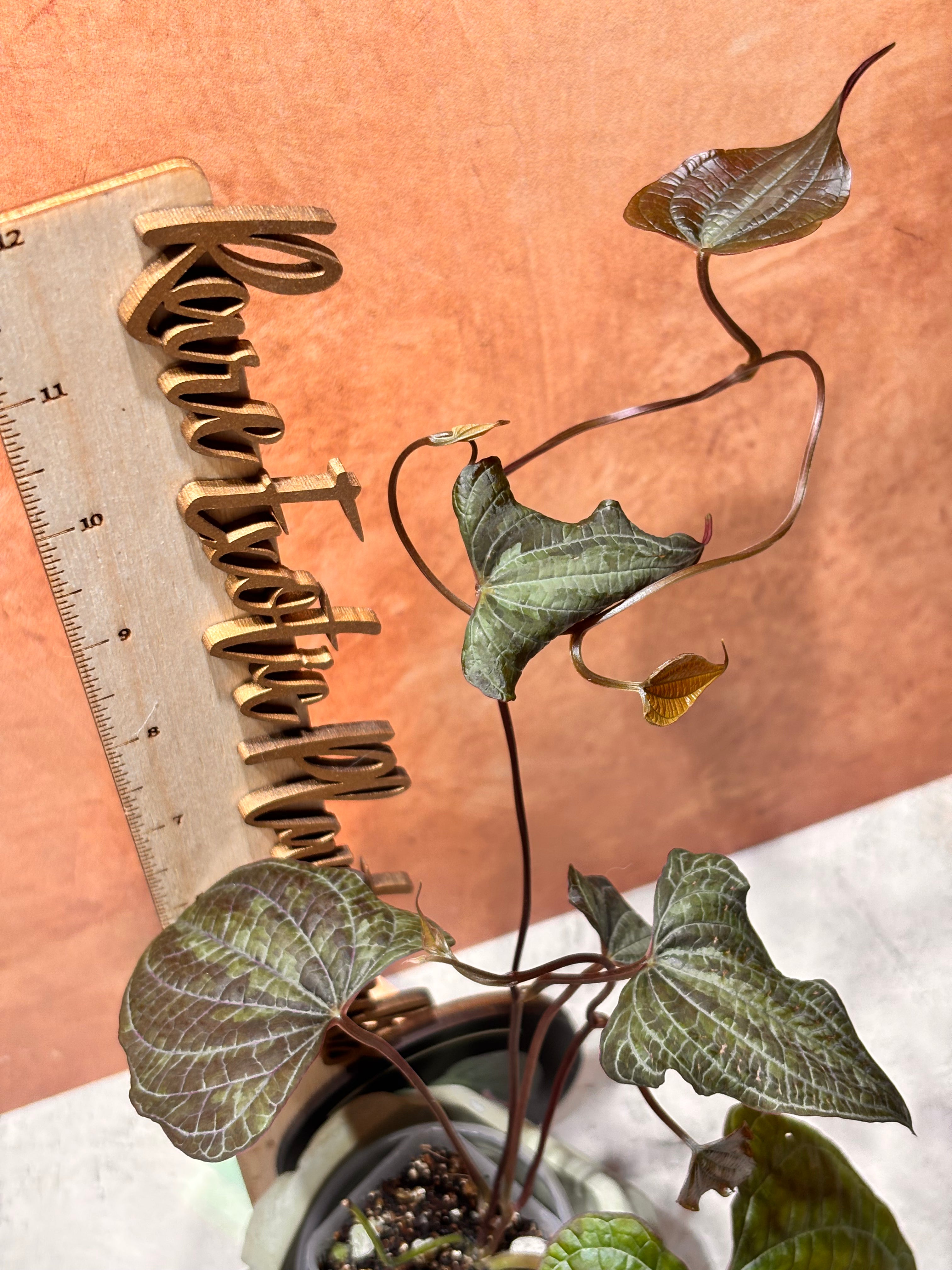 Dioscorea Discolor