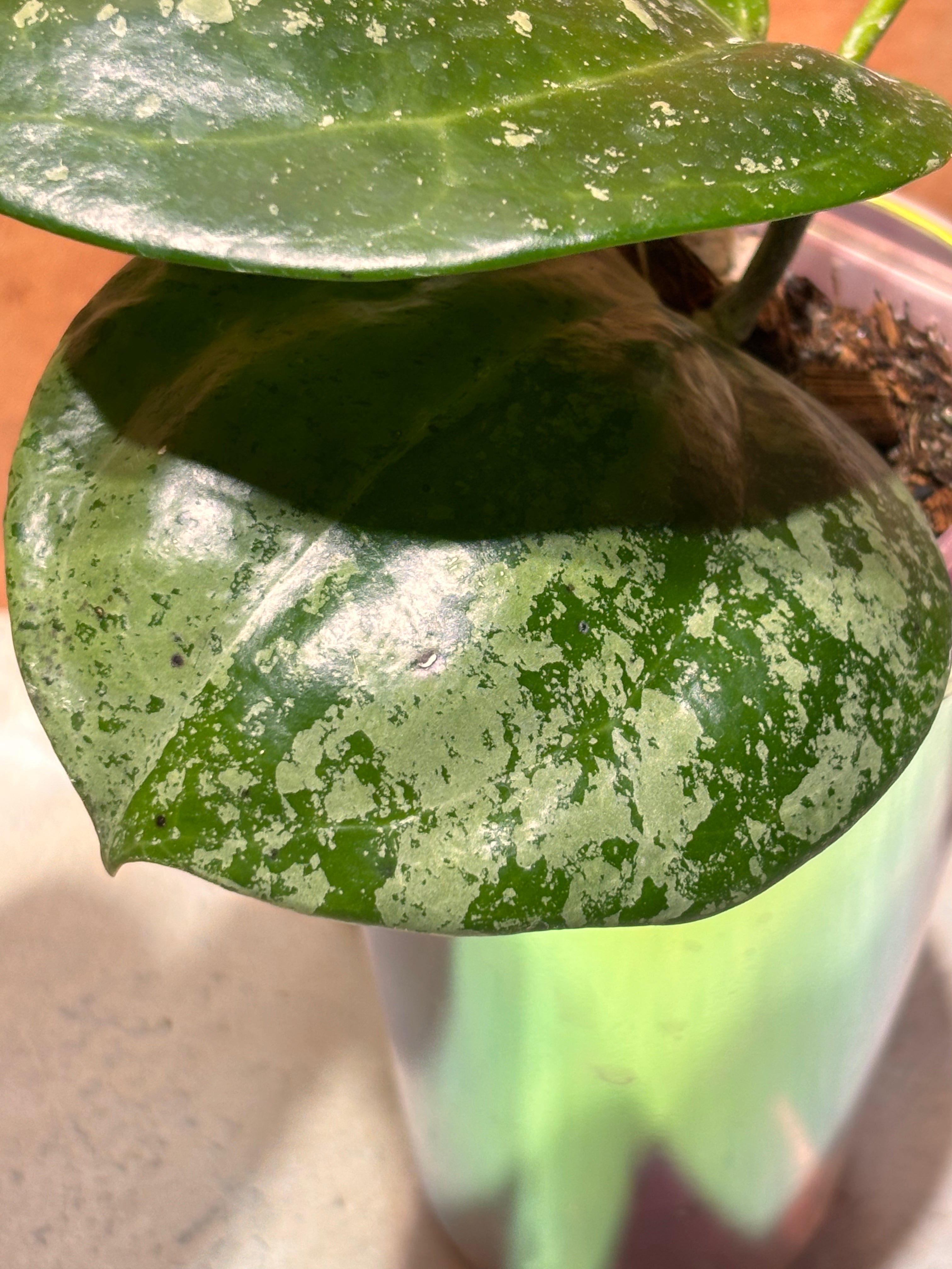 Hoya Latifolia “Snow Queen”