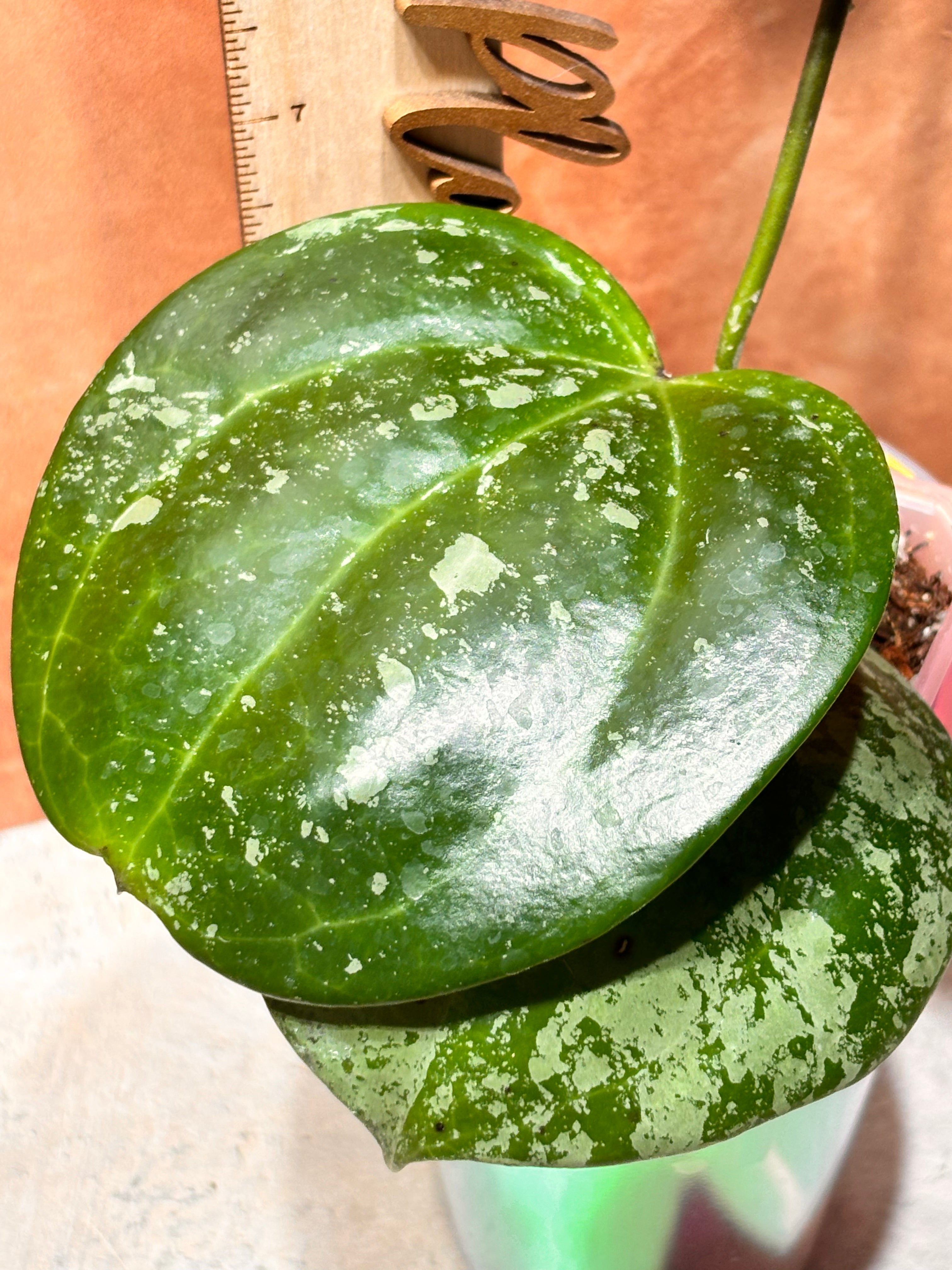 Hoya Latifolia “Snow Queen”