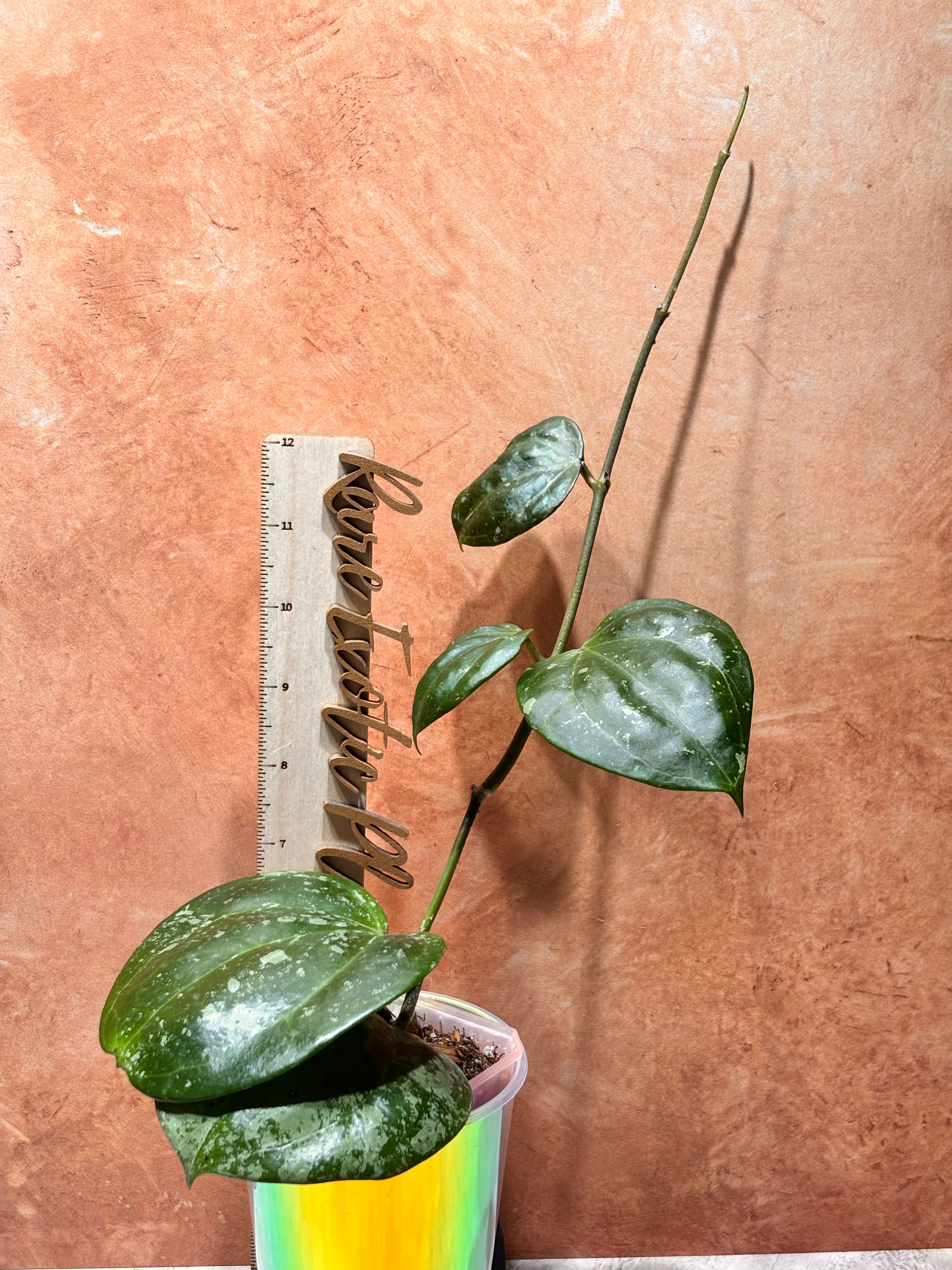 Hoya Latifolia “Snow Queen”