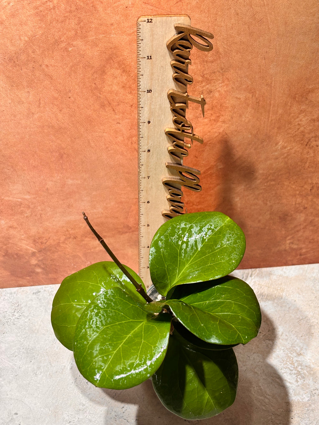 Hoya Rhiannon
