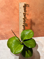 Hoya Rhiannon