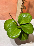 Hoya Rhiannon