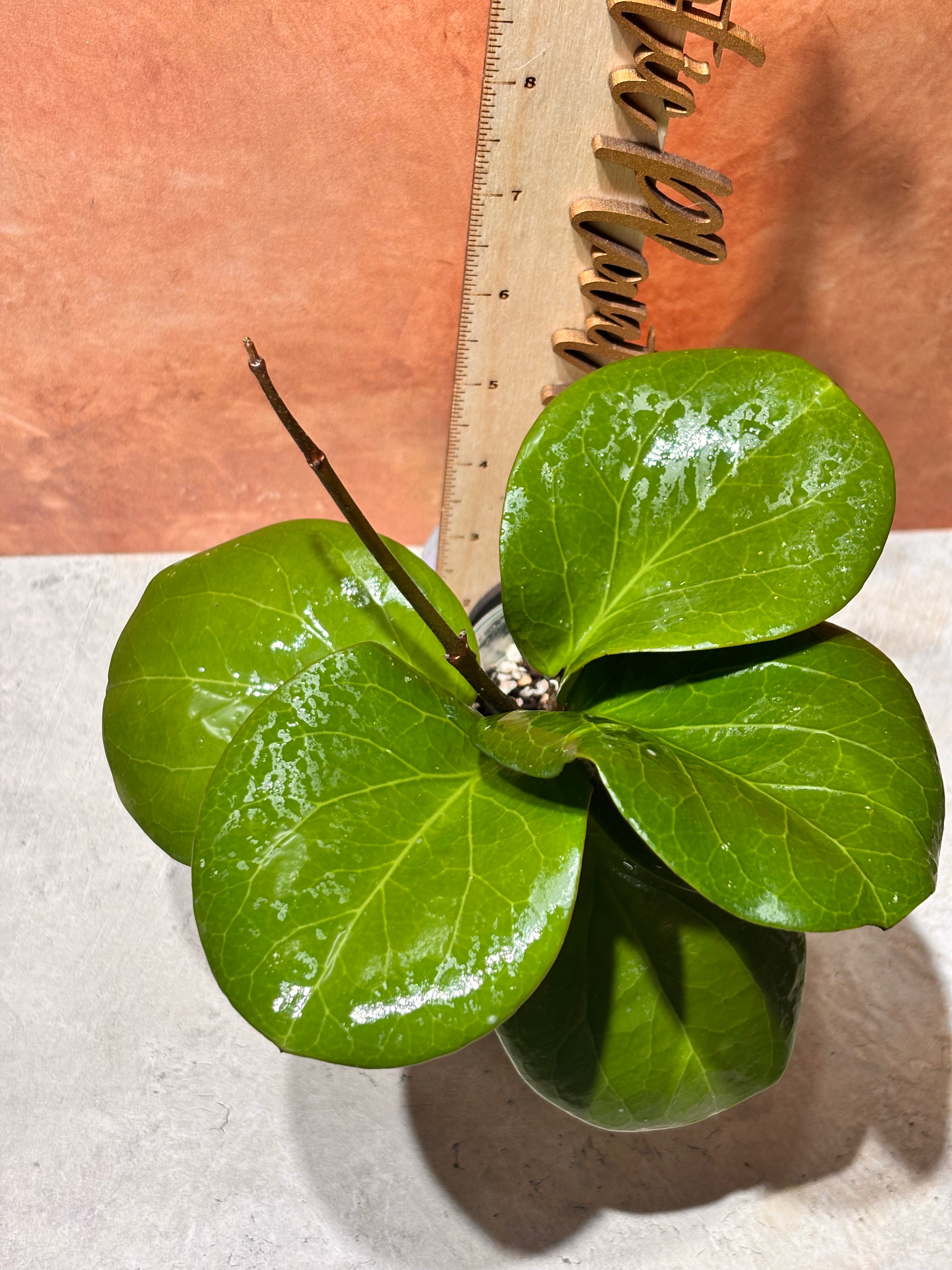 Hoya Rhiannon