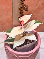 Fallopia Multiflora Variegated