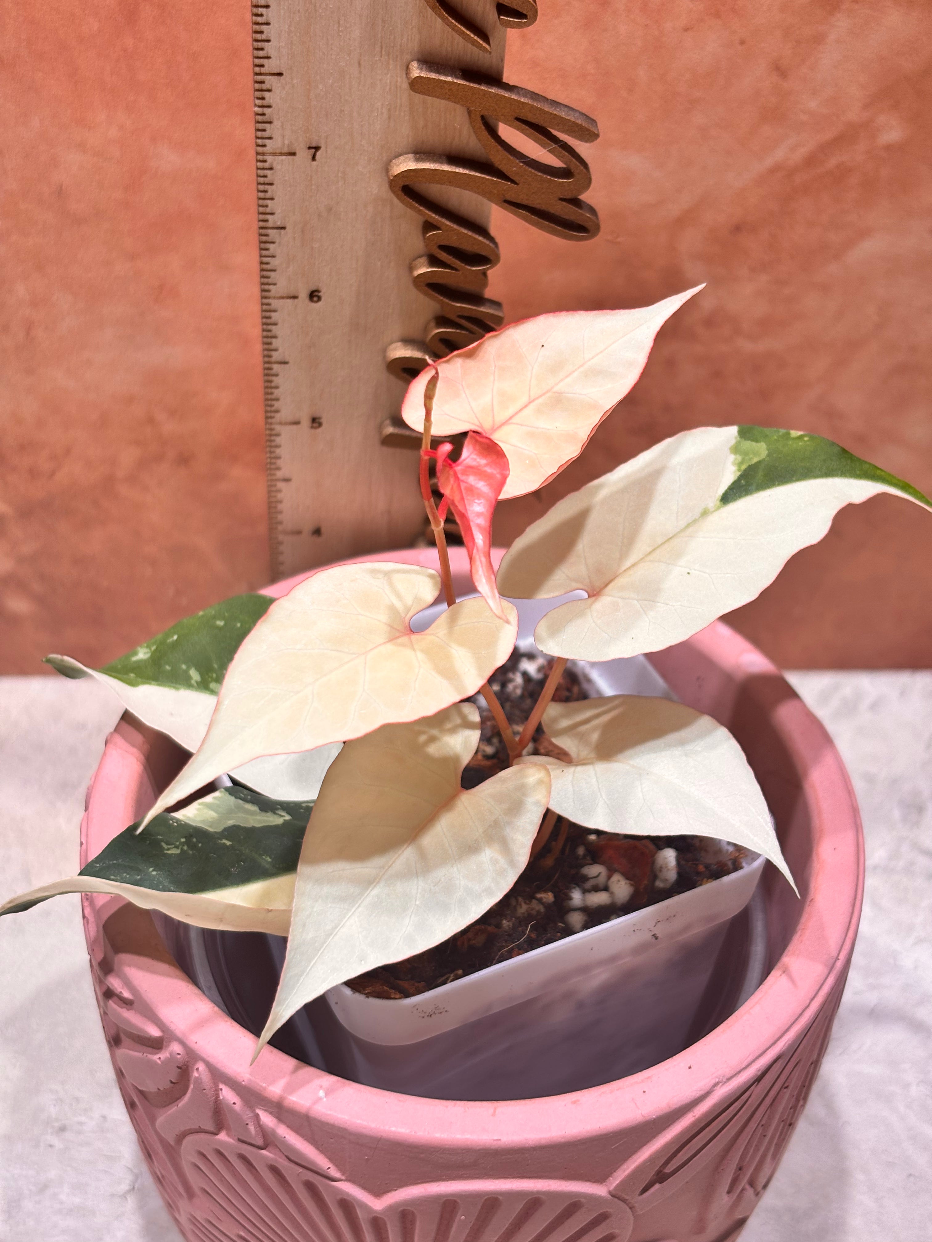 Fallopia Multiflora Variegated