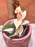 Potted  Falliopua Multiflora Albo plant with decorative pot on a textured surface next to a ruler.