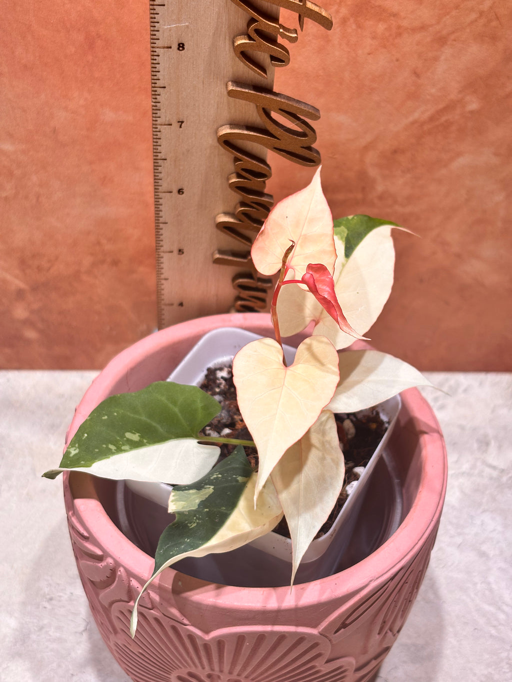 Fallopia Multiflora Variegated