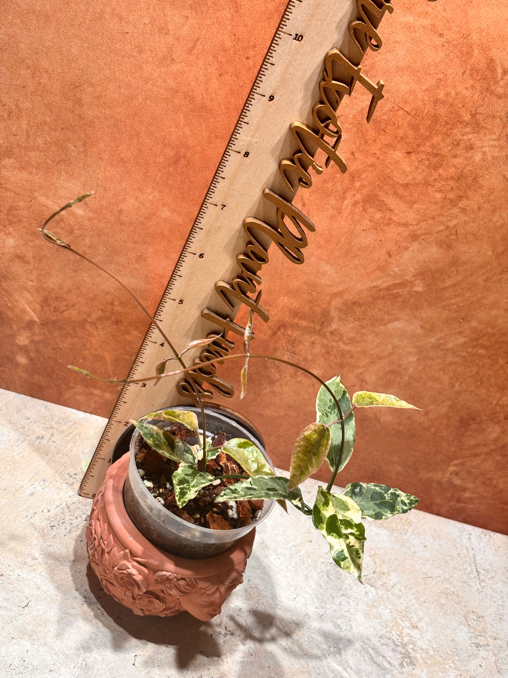 Dregea Sinensis Variegated
